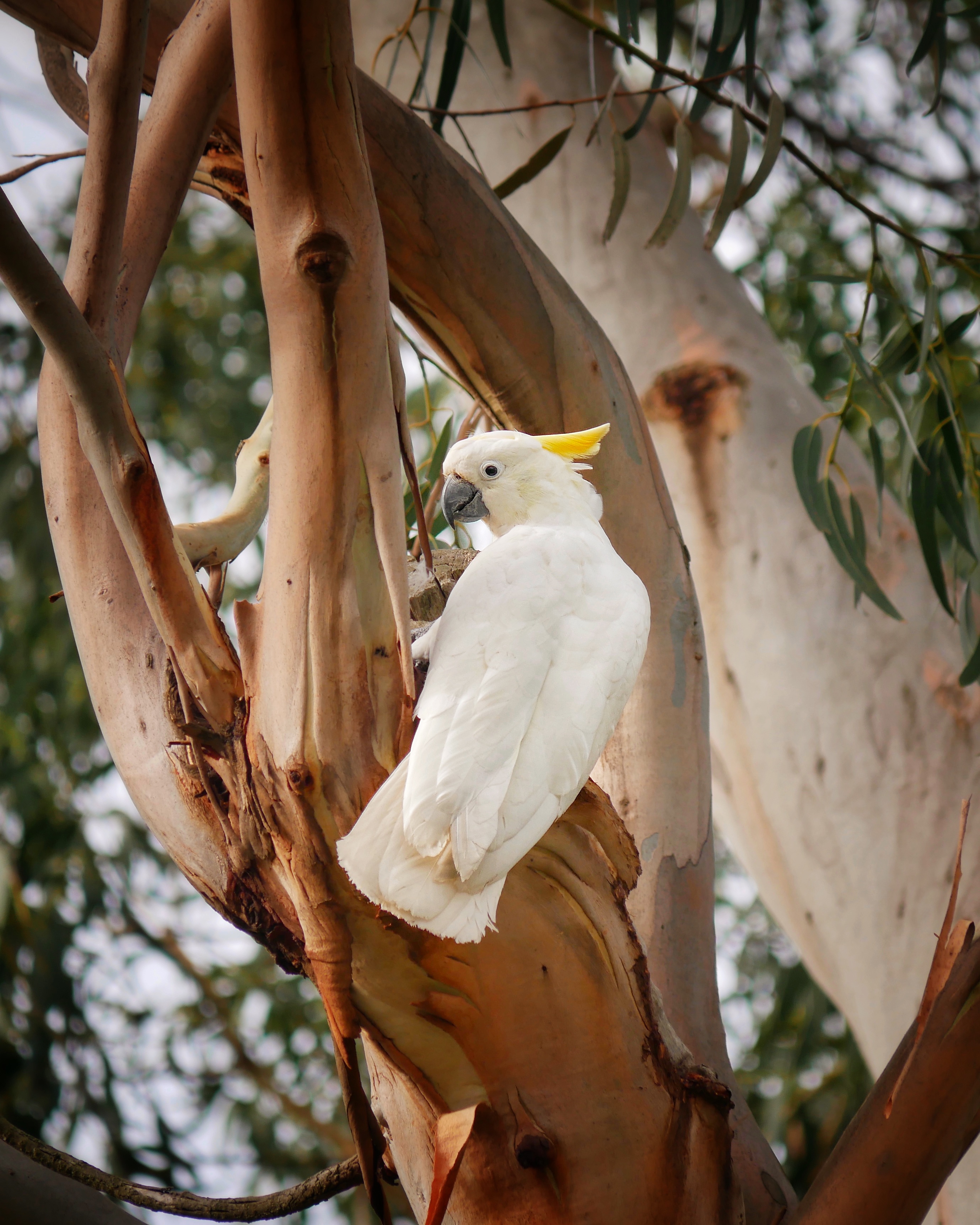 You are currently viewing Sulphur-Crested Cockatoo