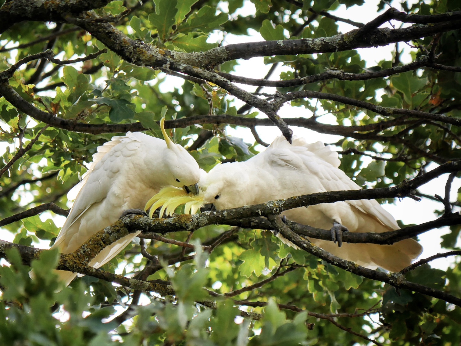Read more about the article Sulphur-Crested Cockatoos