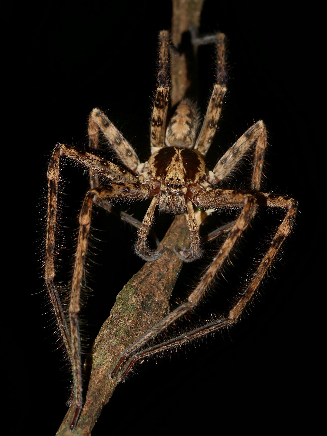 Read more about the article Jungle Huntsman