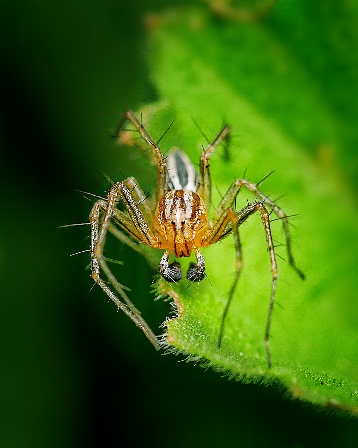 Read more about the article Lynx Spider