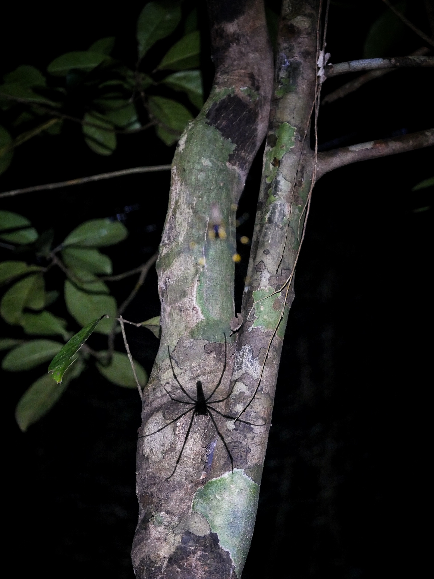 Read more about the article Giant Golden Orb-Weaver Shadow