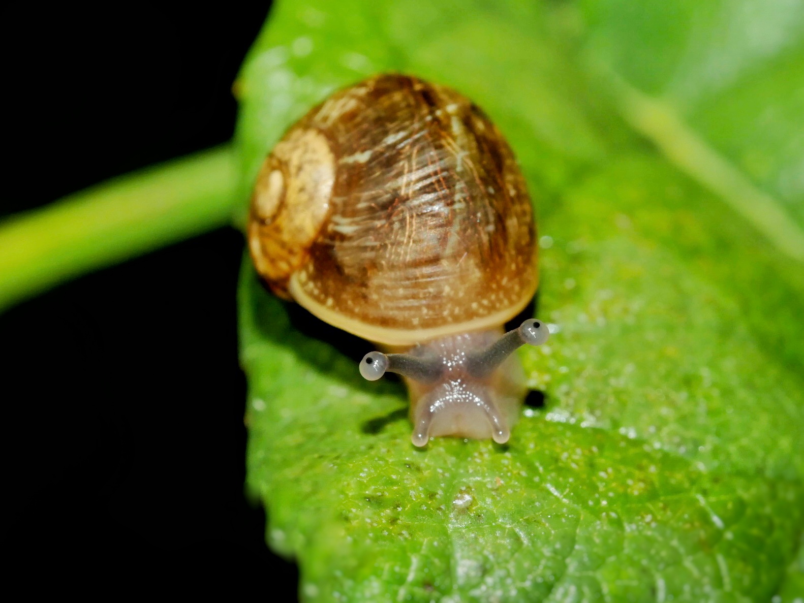 You are currently viewing Garden Snail
