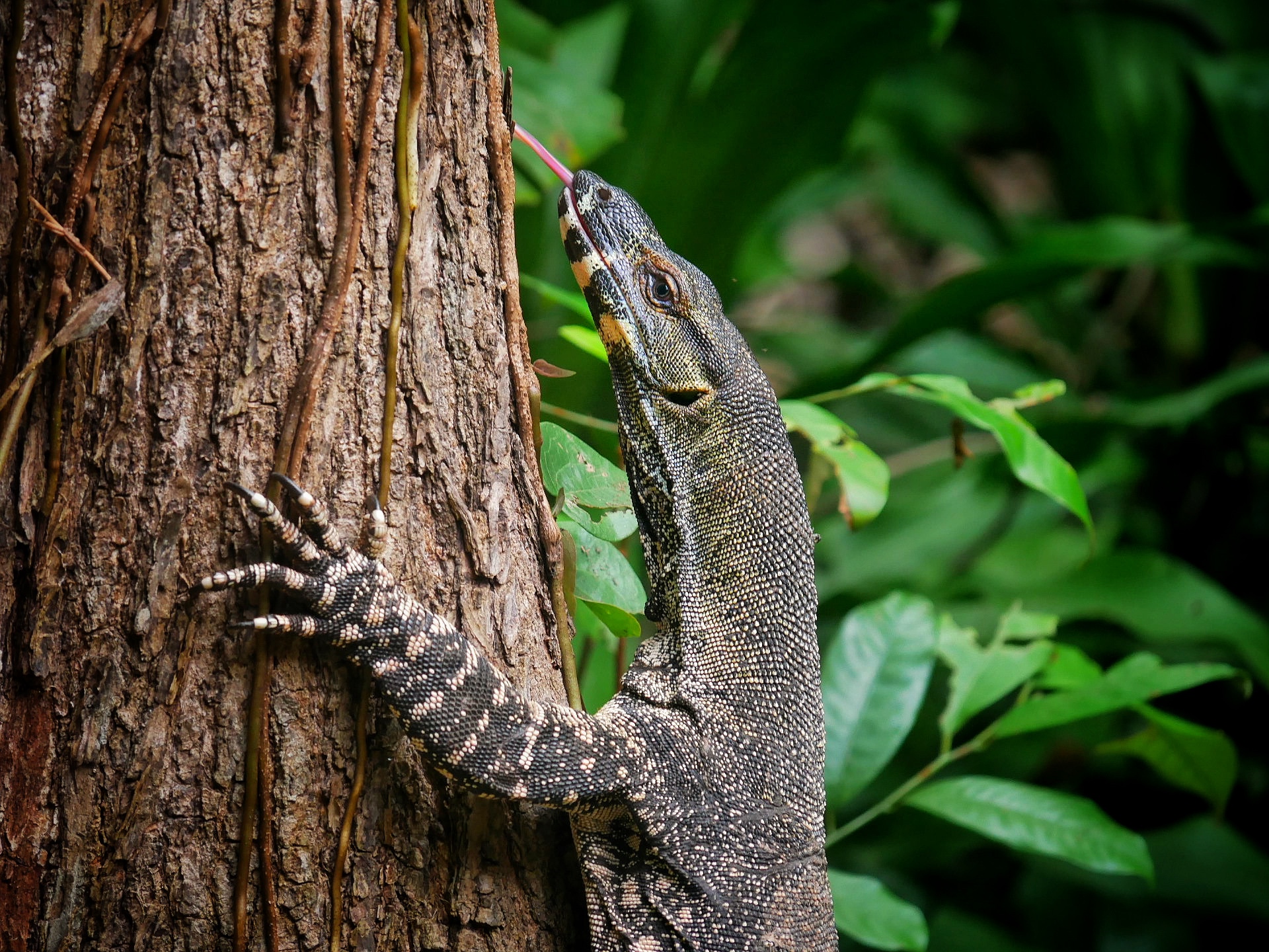 You are currently viewing Lace Monitor