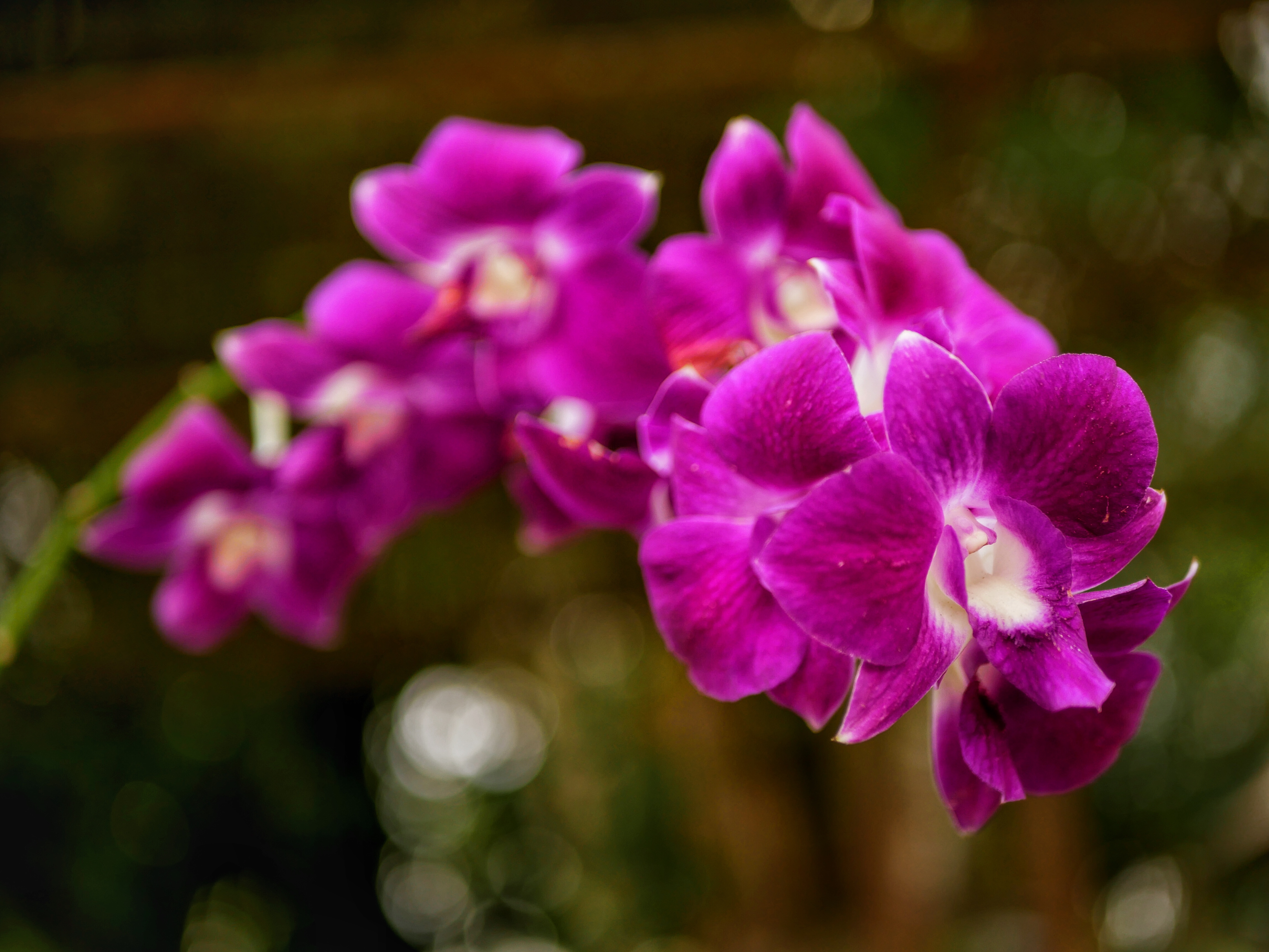 Read more about the article Purple Orchids