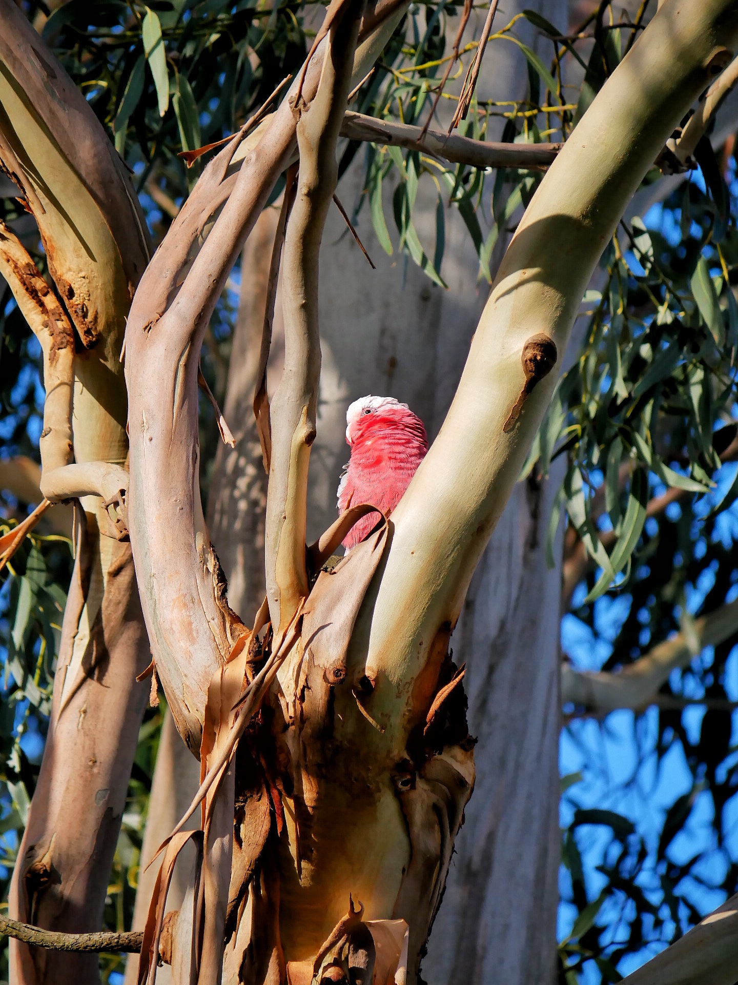 You are currently viewing Galah