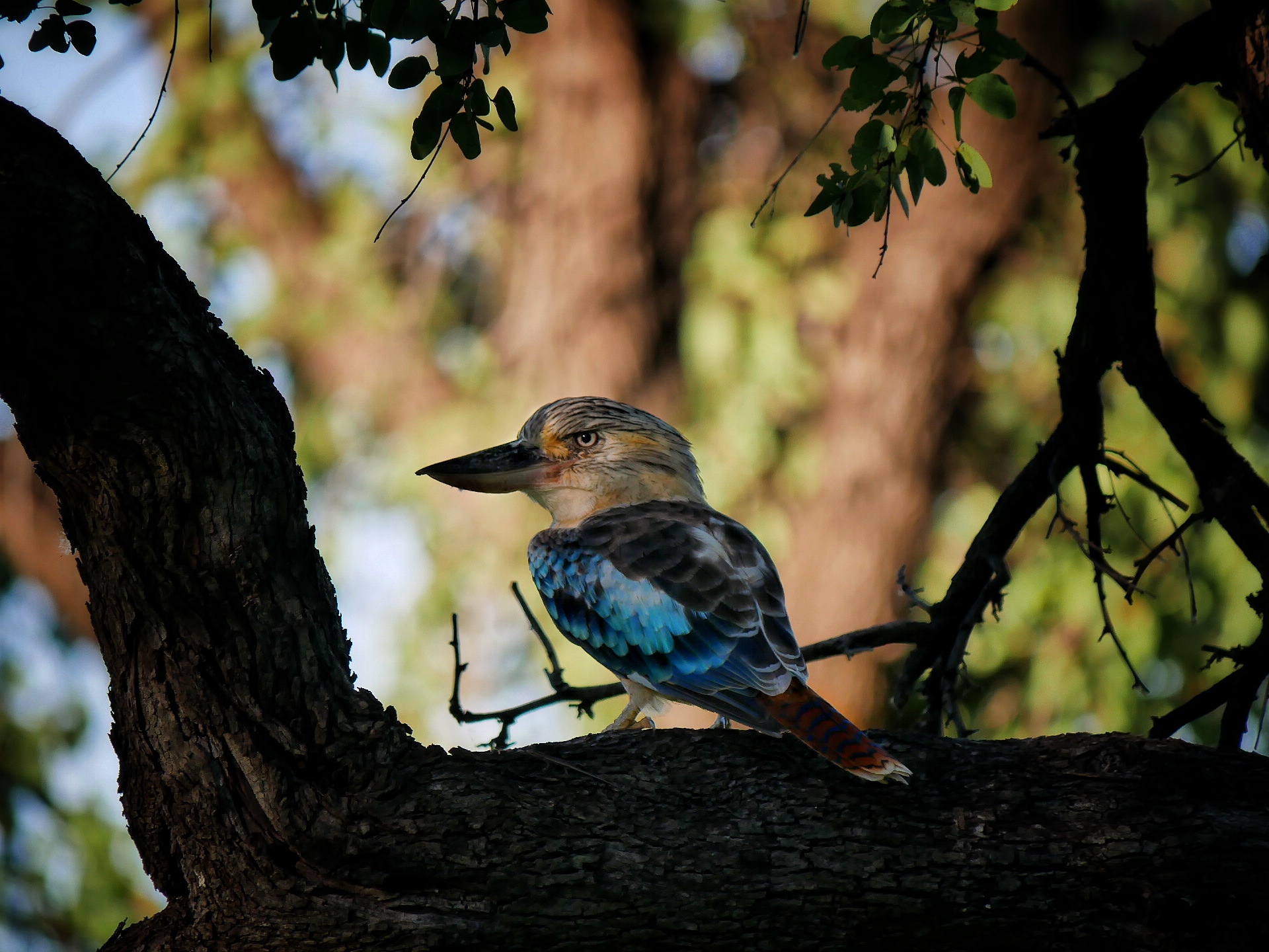 You are currently viewing Blue-Winged Kookaburra