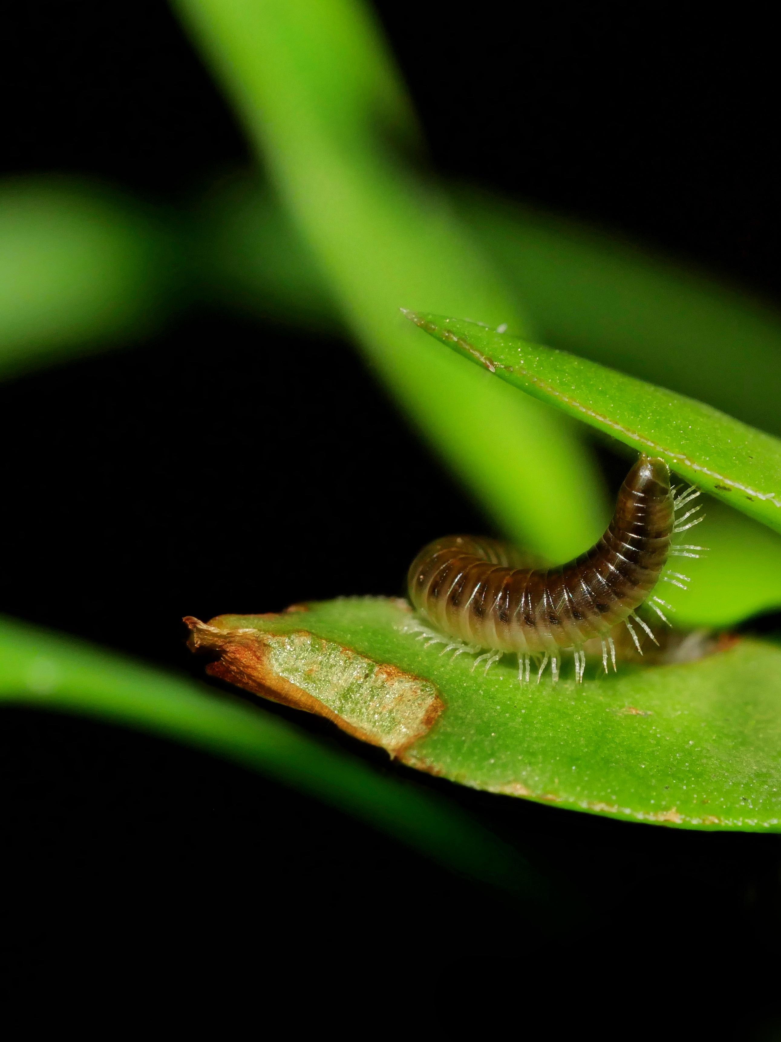 Read more about the article Millipede