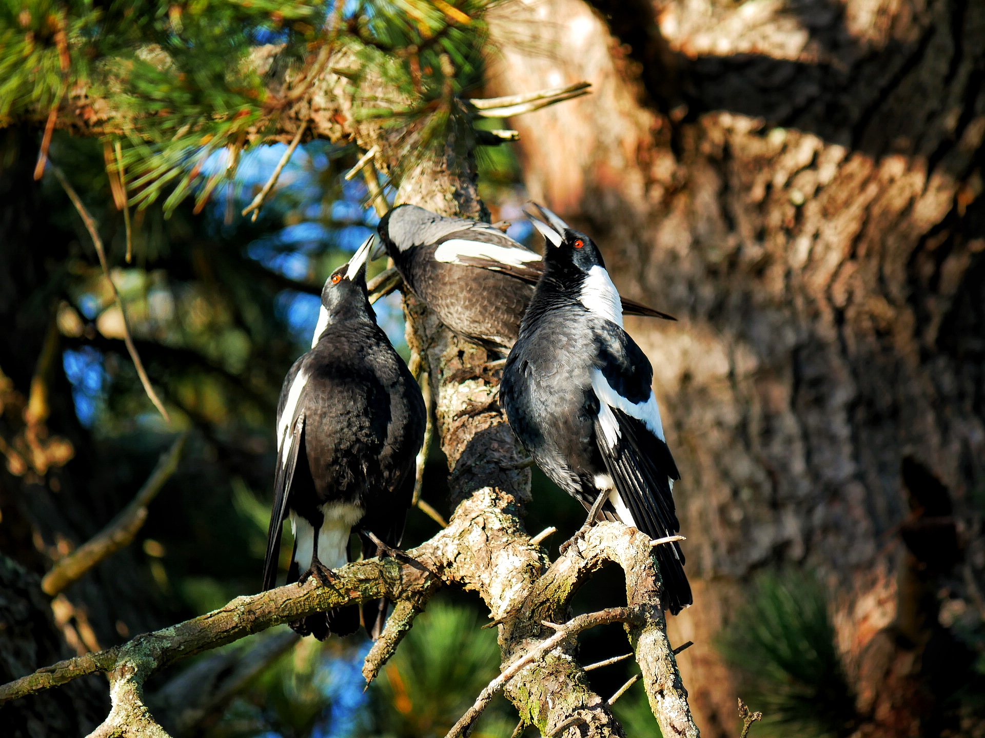 Read more about the article Australian Magpies