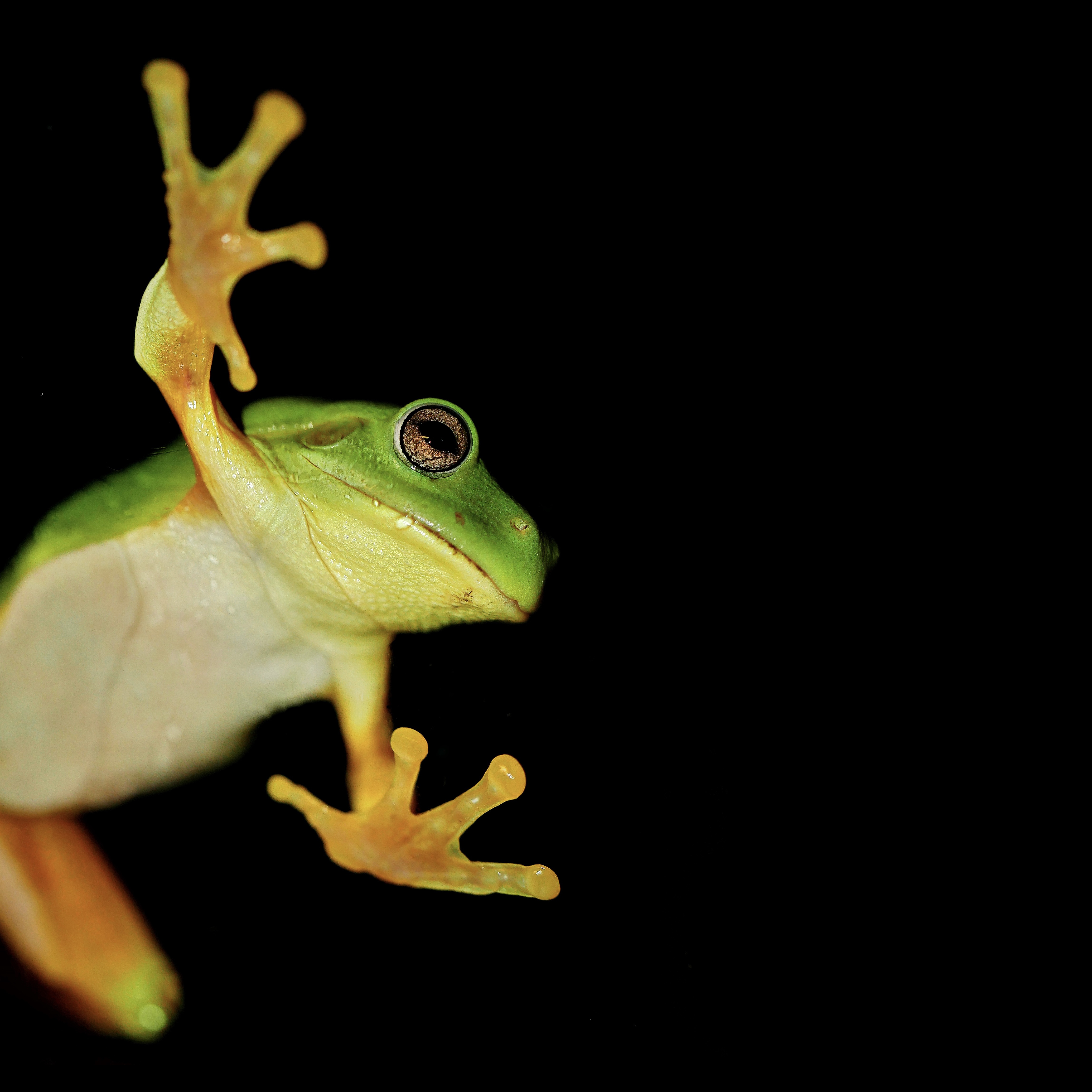 Read more about the article Green Tree Frog