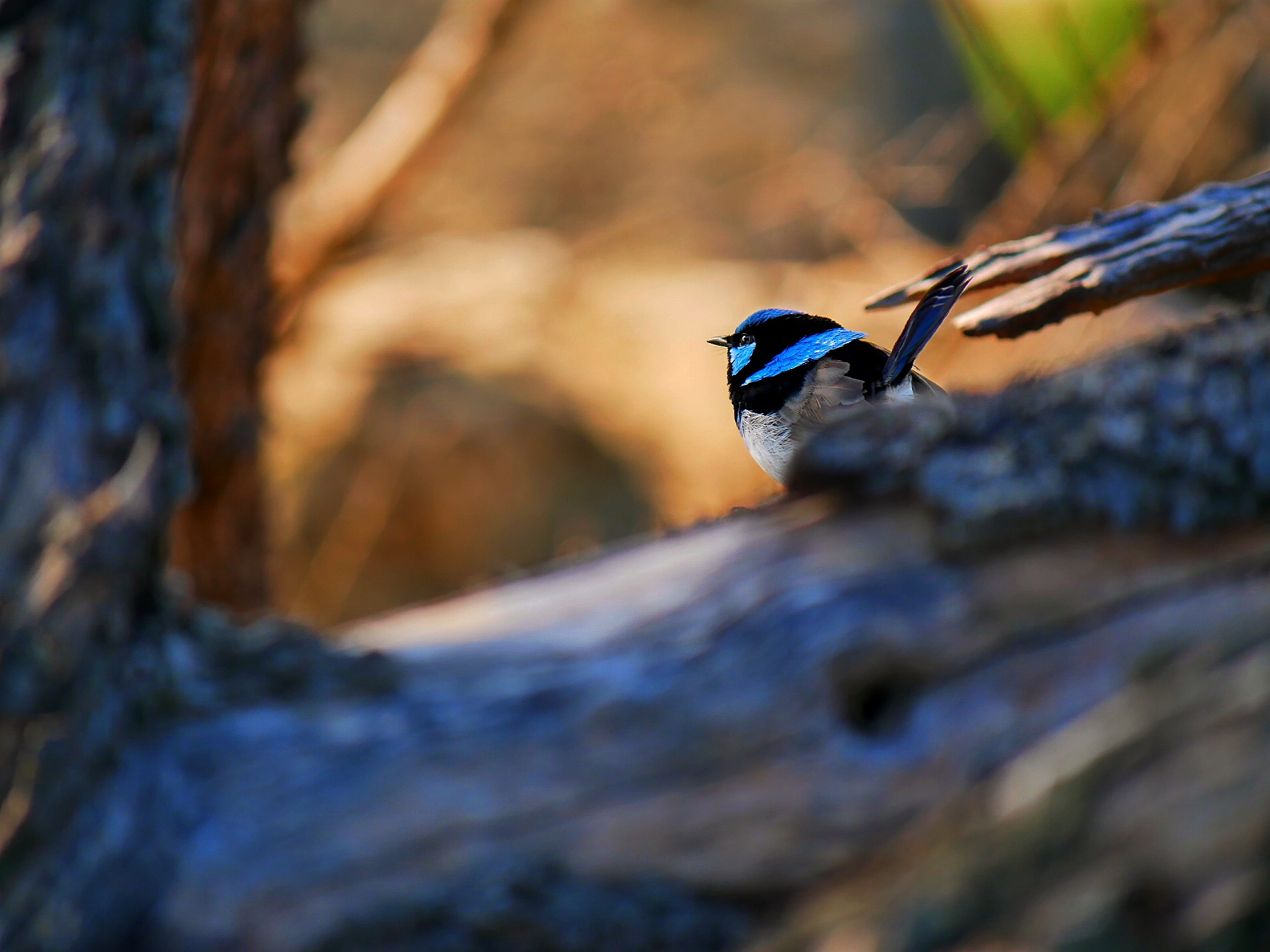 You are currently viewing Superb Fairywren