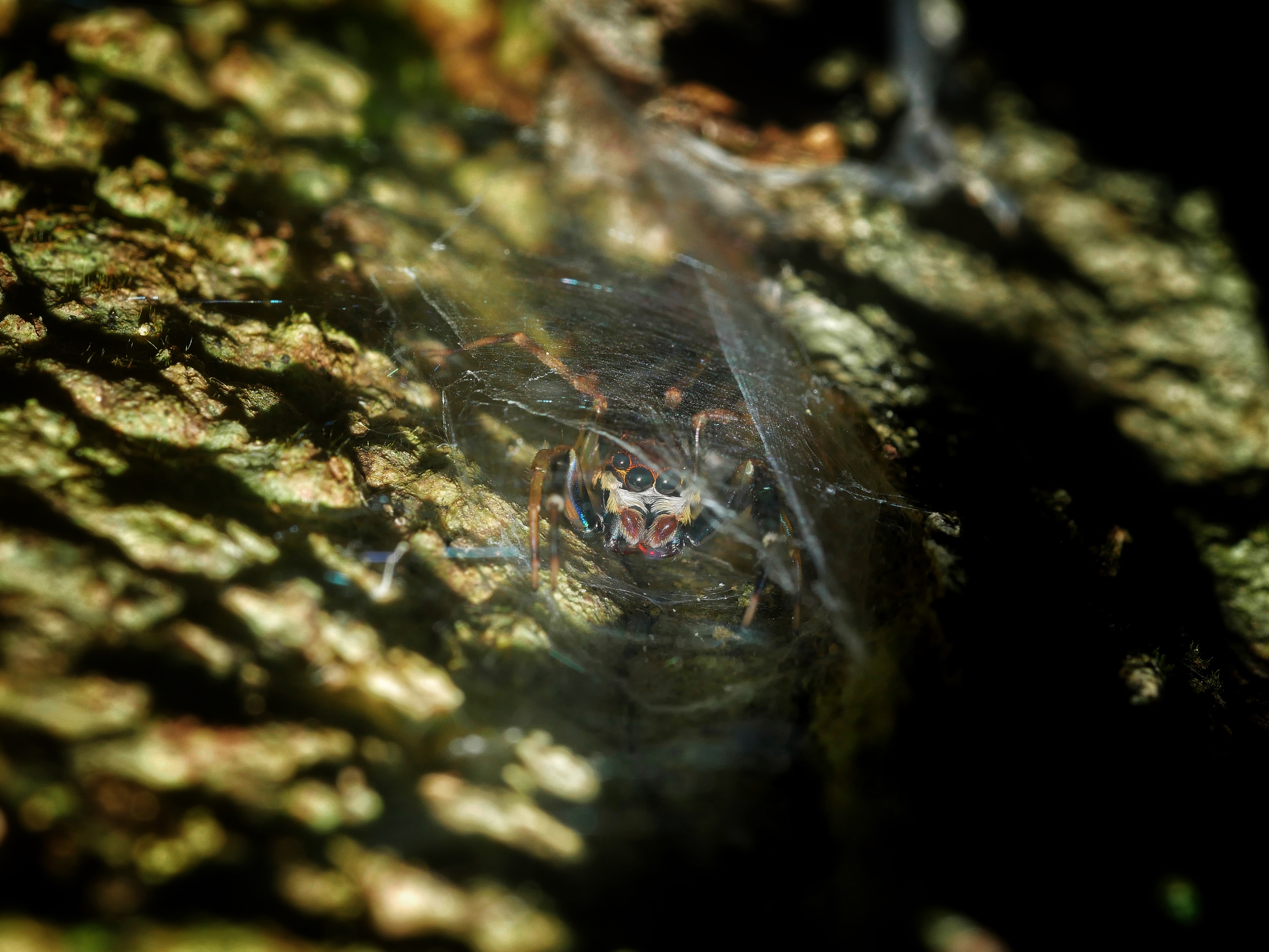 Read more about the article Rainbow-Legged Jumping Spider