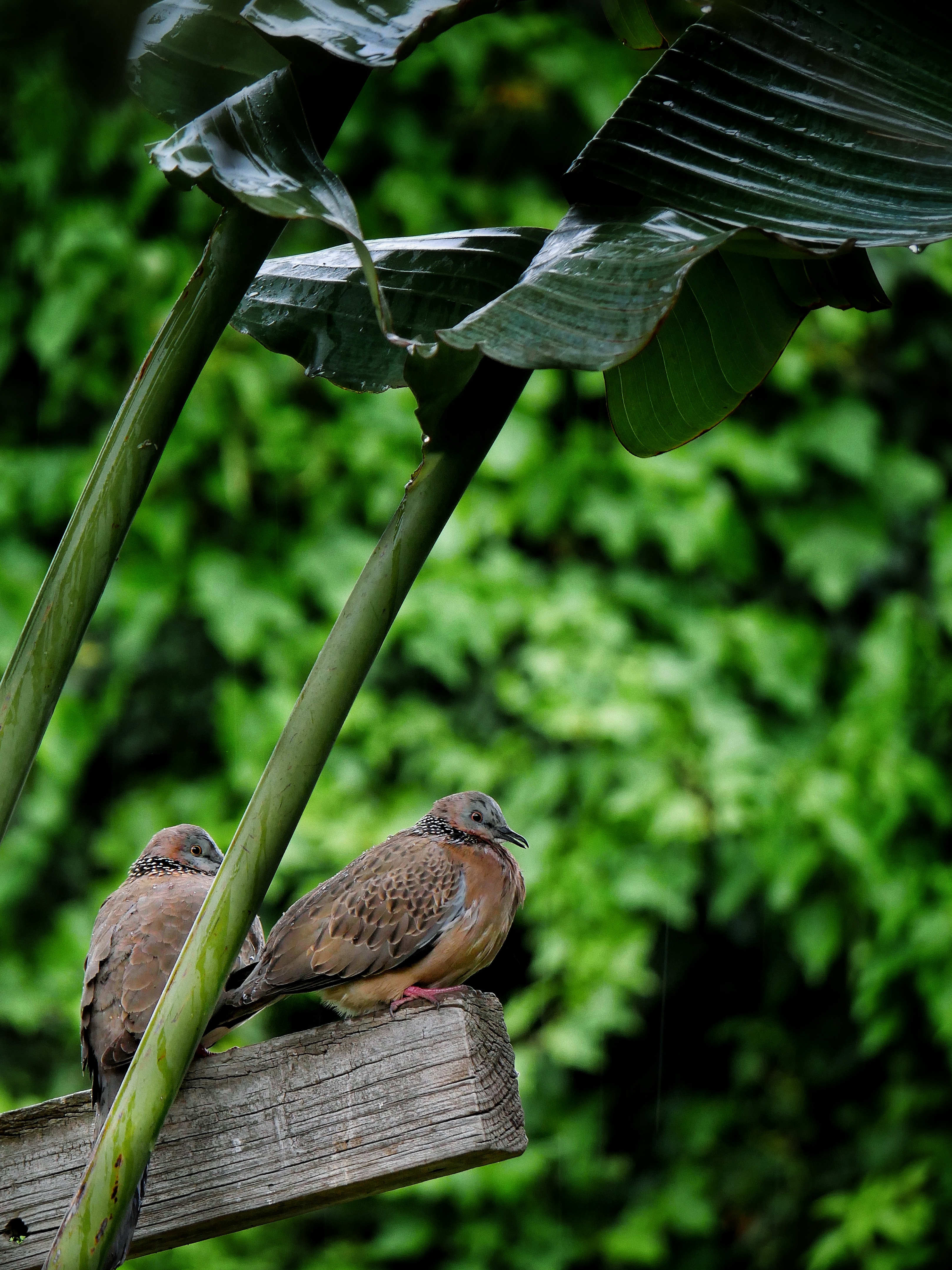 Read more about the article Spotted Doves