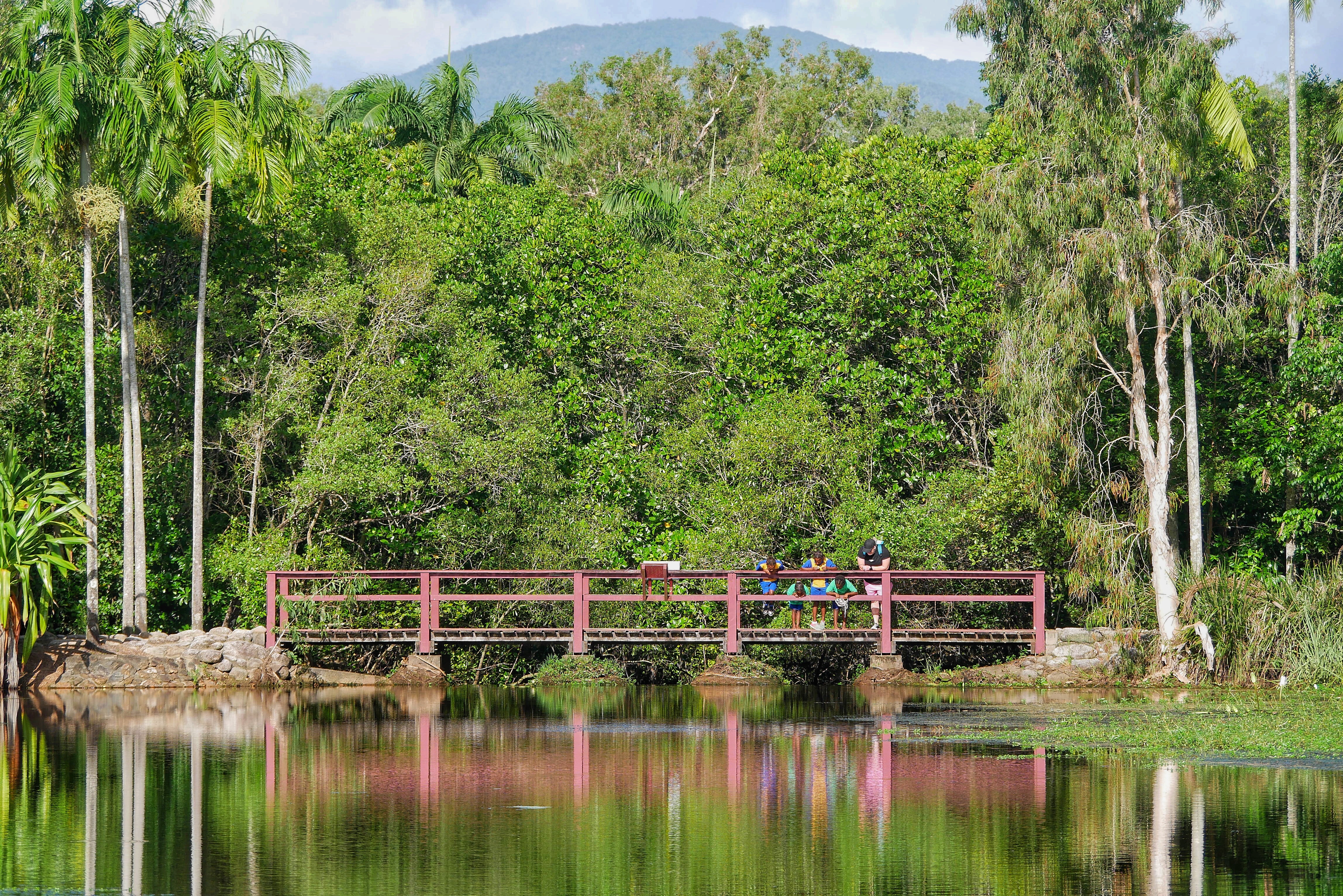 Read more about the article Cairns Botanical Gardens