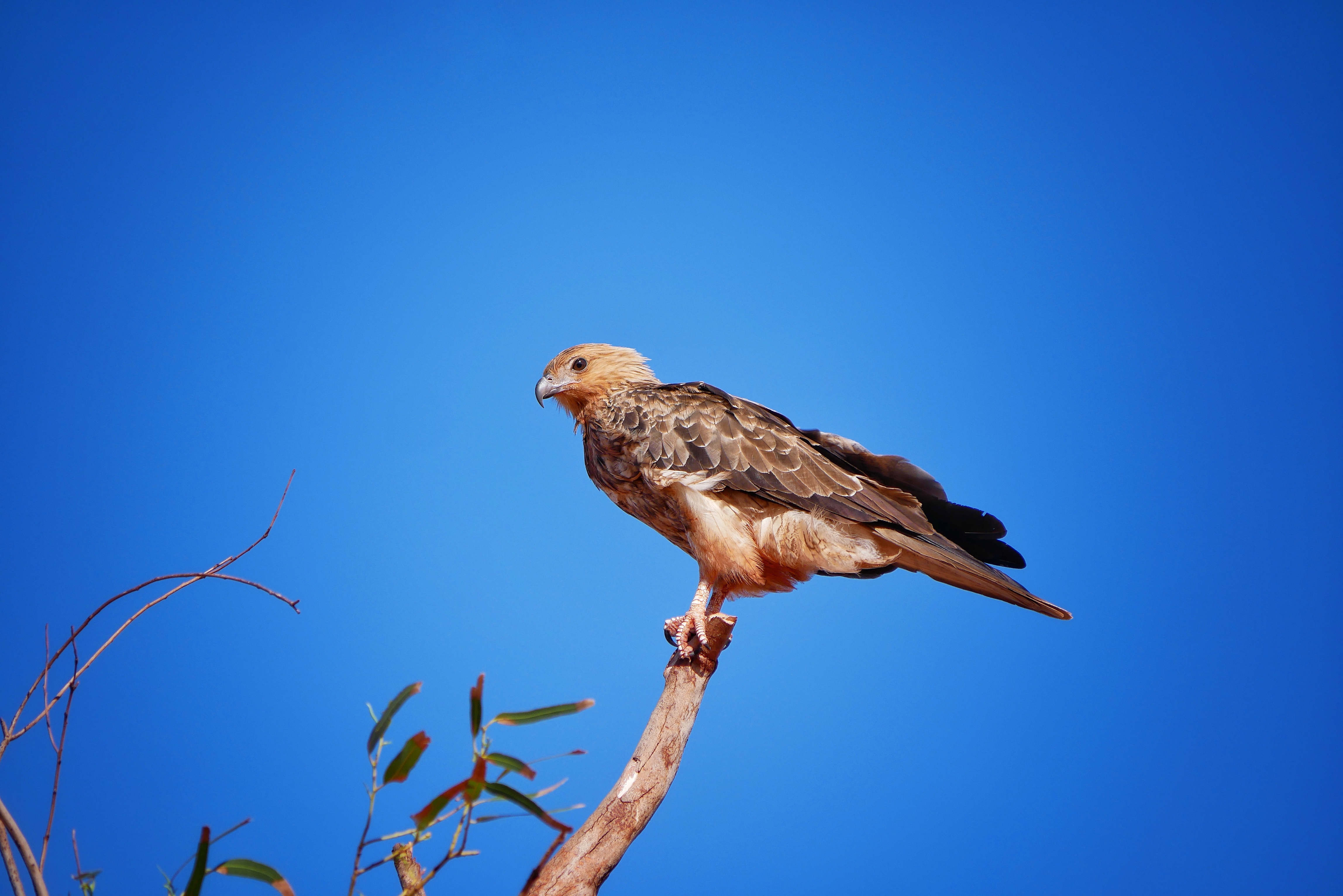 Read more about the article Whistling Kite