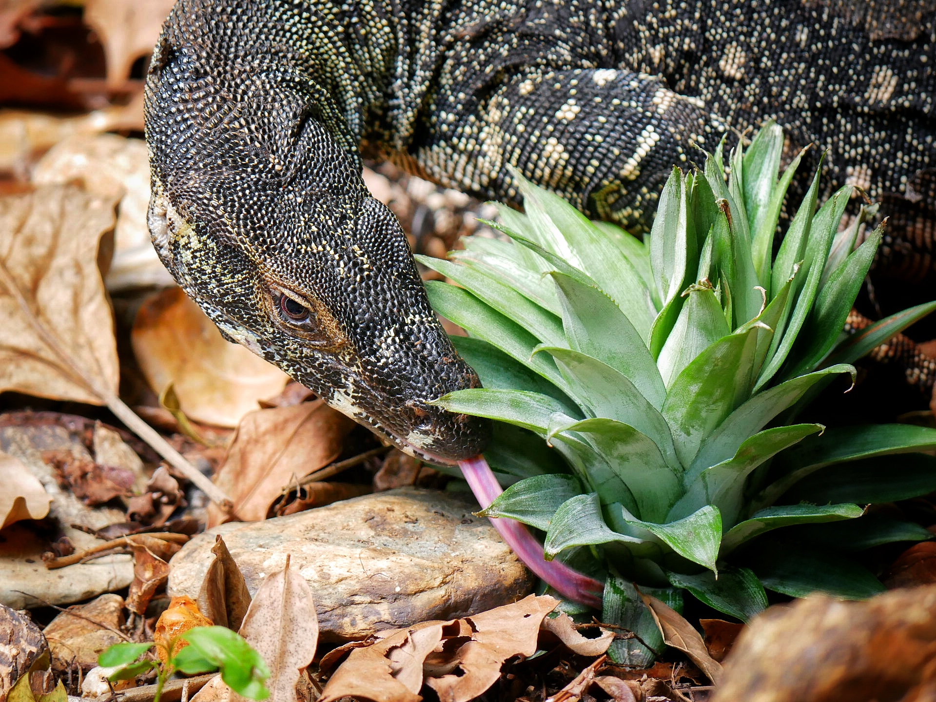 You are currently viewing Lace Monitor