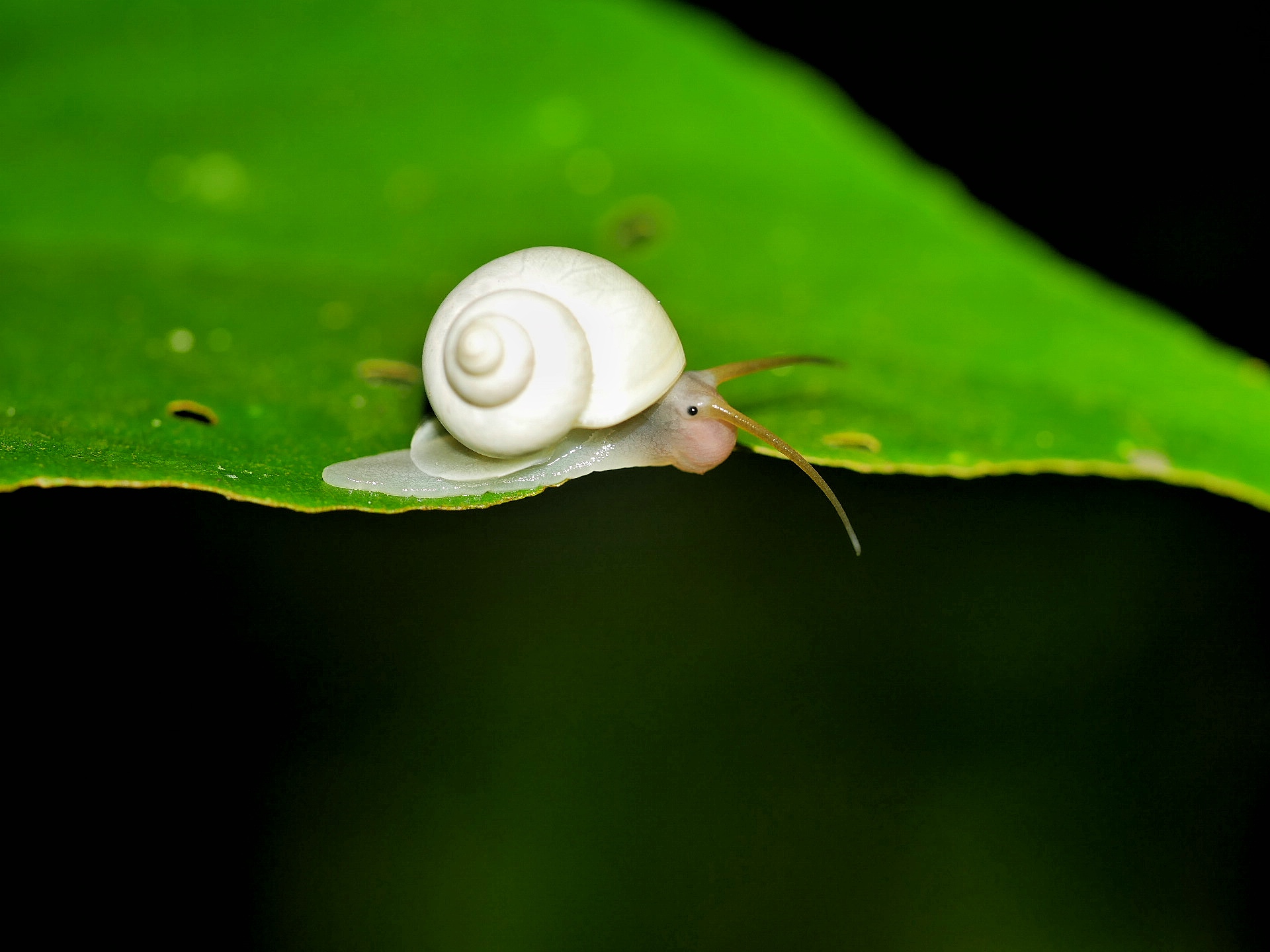 You are currently viewing White Tree Snail