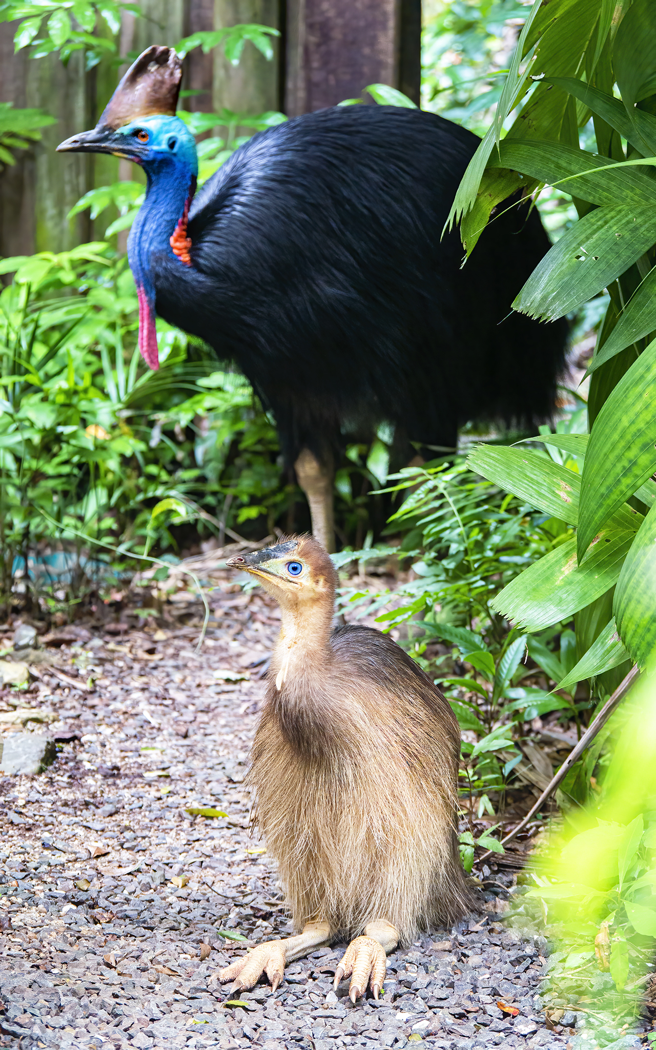 You are currently viewing Southern Cassowary with Chick