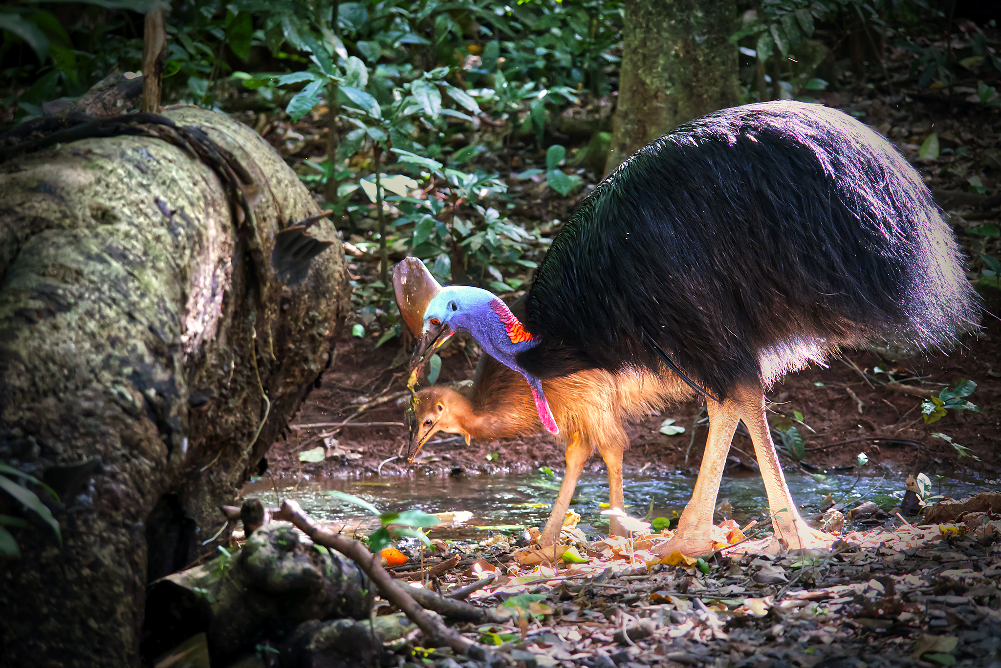 You are currently viewing Southern Cassowary with Chick