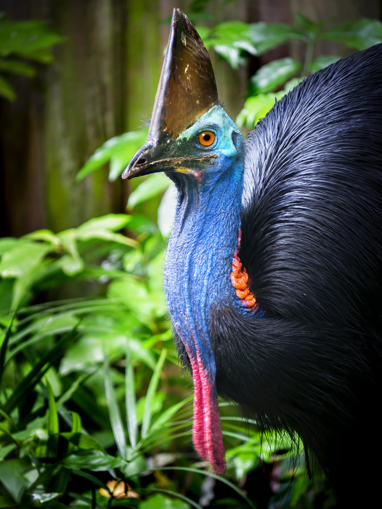 You are currently viewing Southern Cassowary