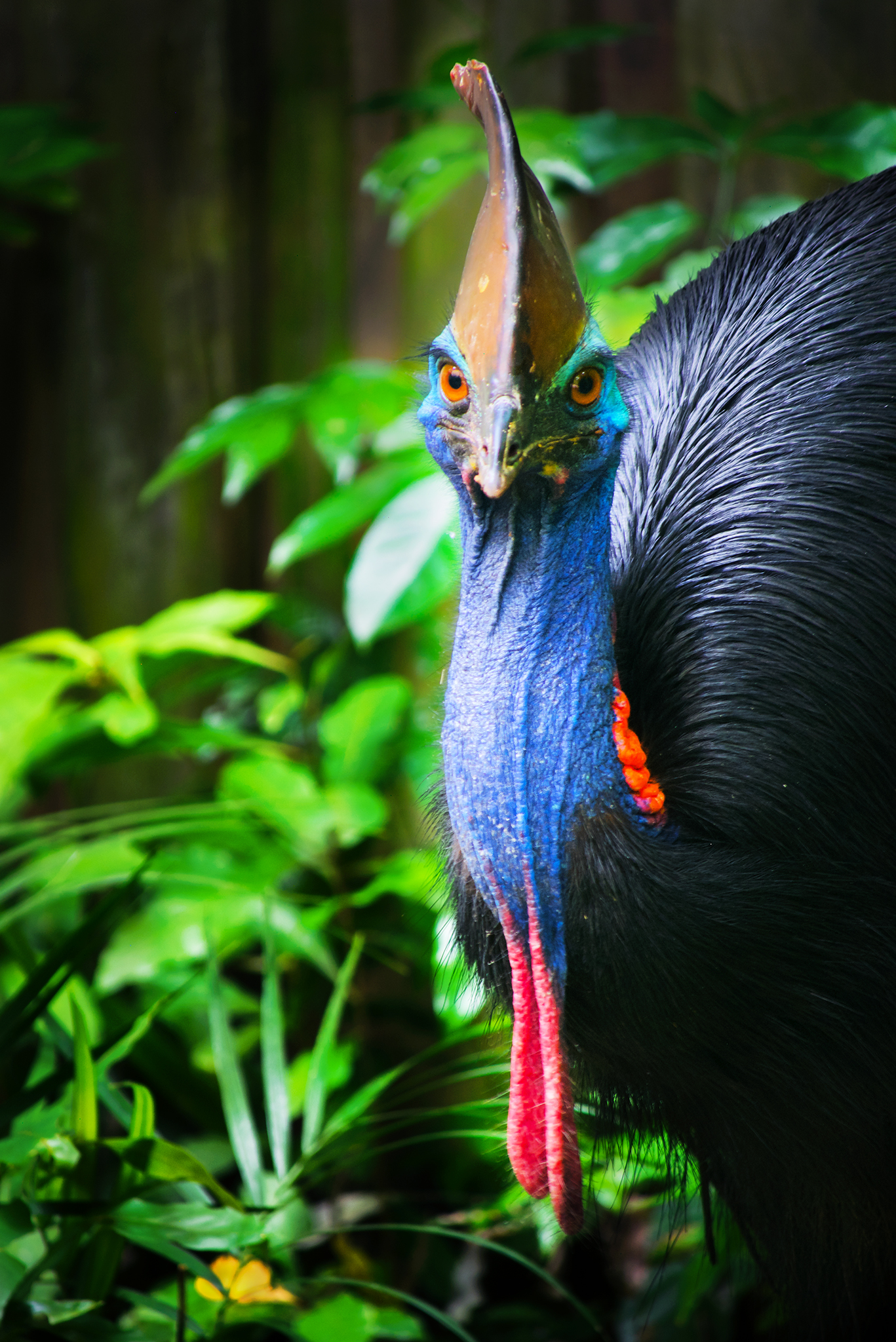 You are currently viewing Southern Cassowary