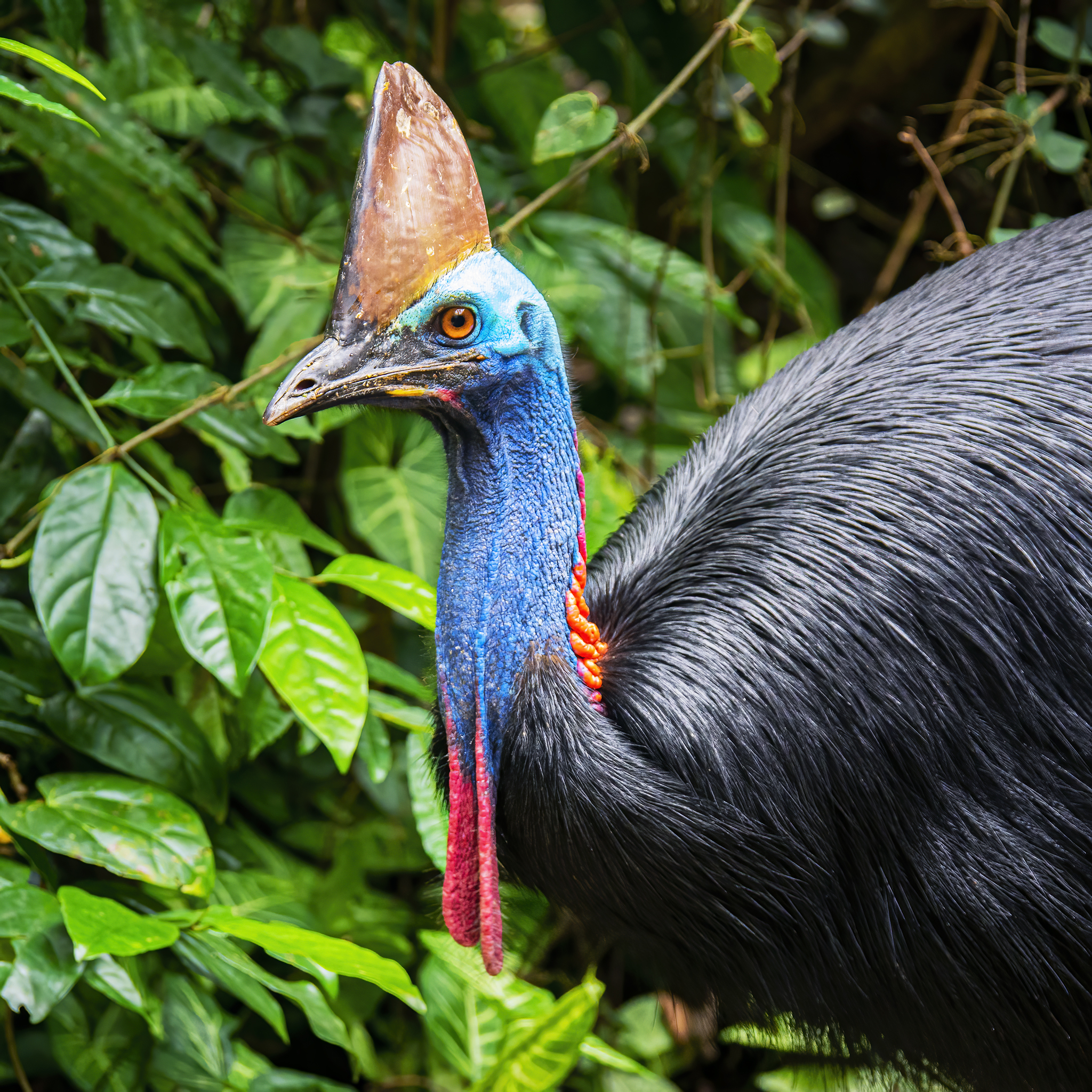 Read more about the article Southern Cassowary