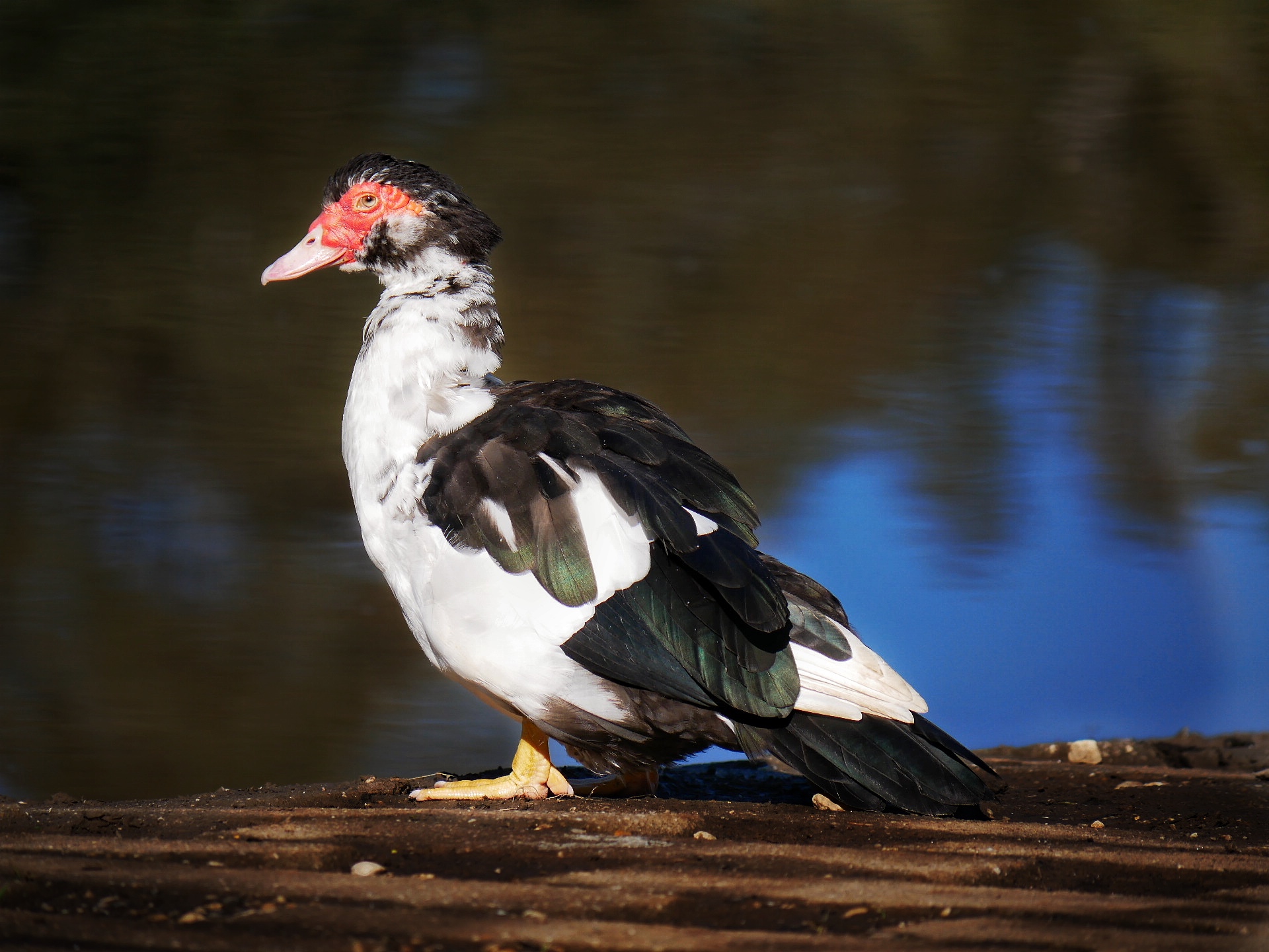 You are currently viewing Muscovy Duck