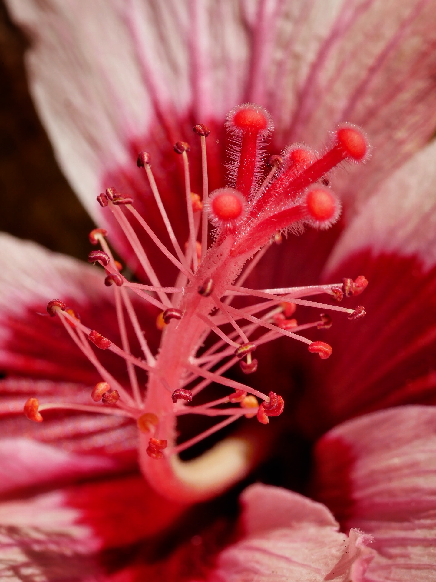 Read more about the article Hibiscus Flower