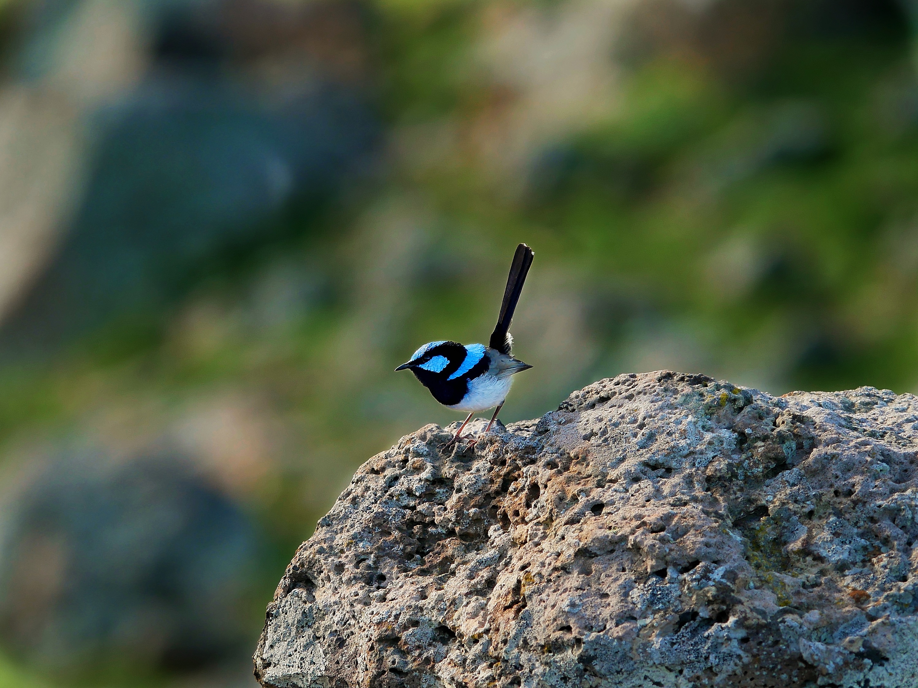 Read more about the article Superb Fairywren