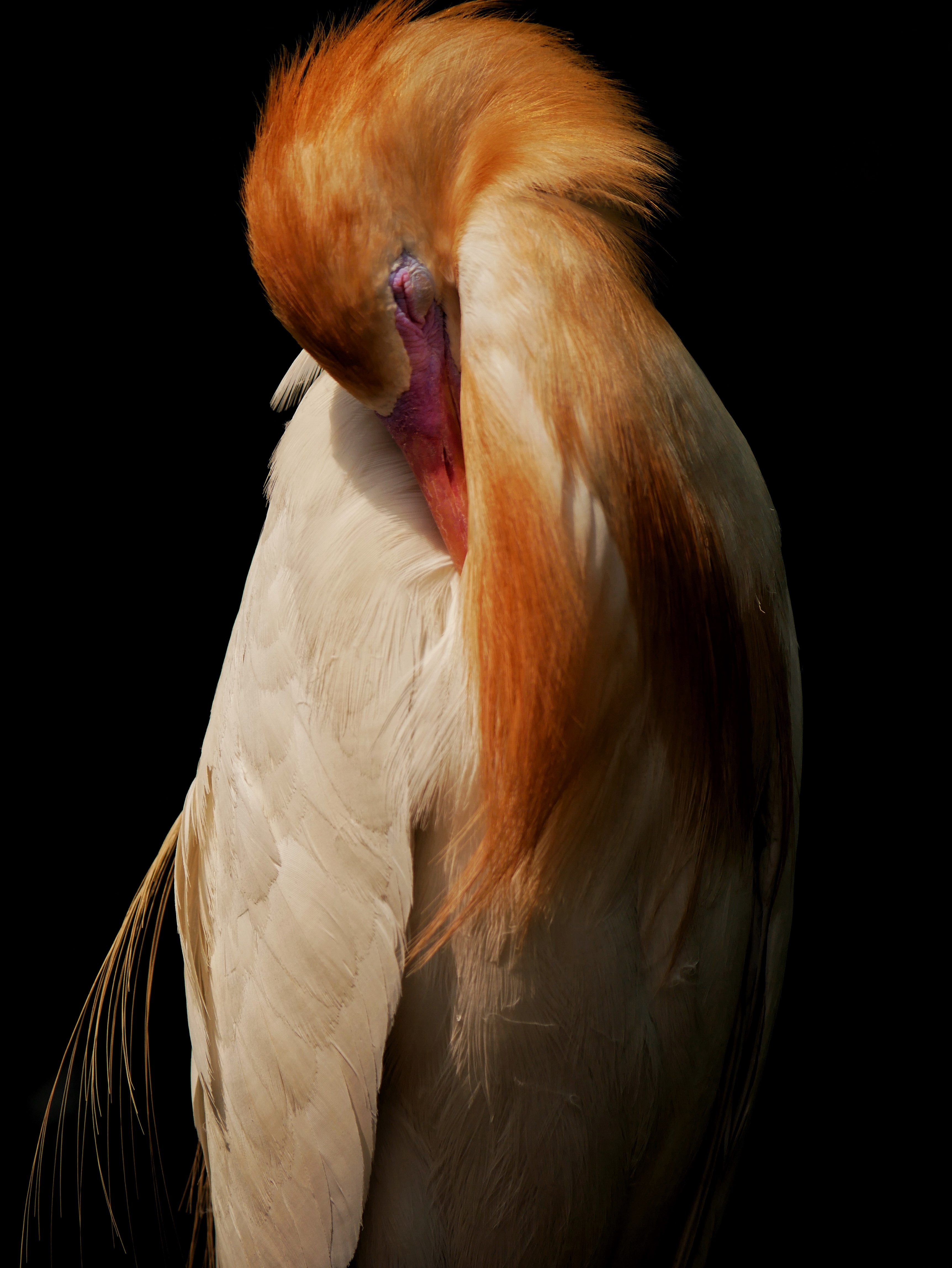 Read more about the article Eastern Cattle Egret