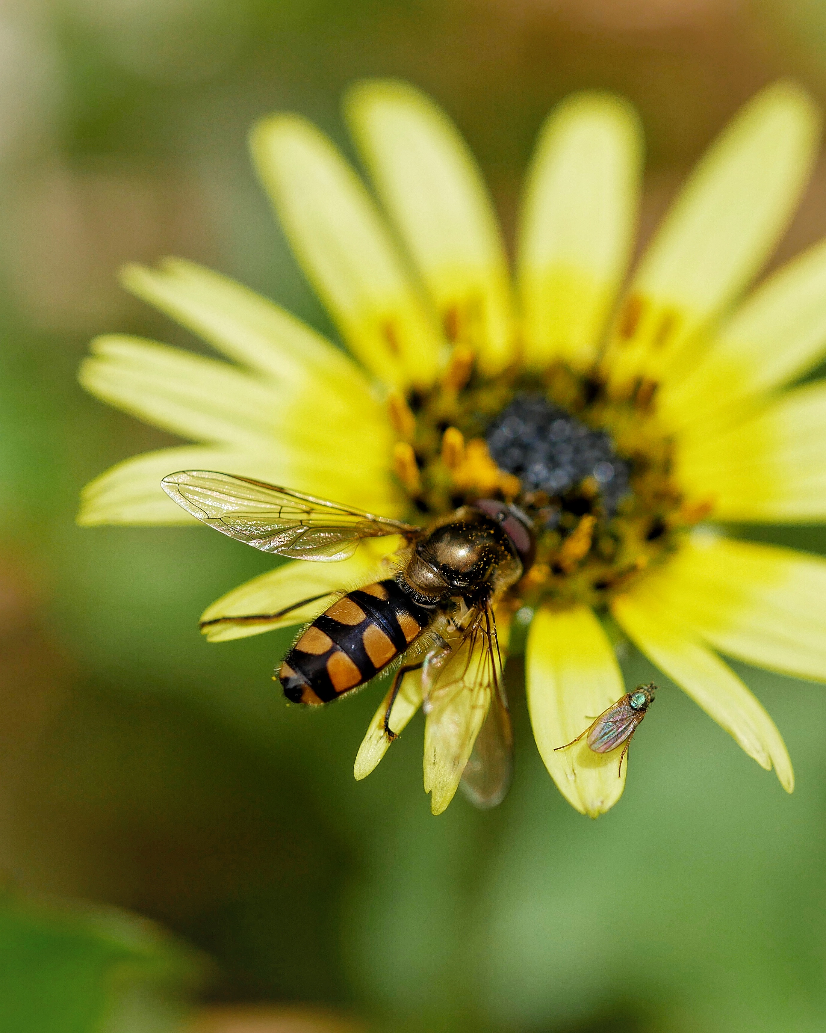 Read more about the article Common Hoverfly