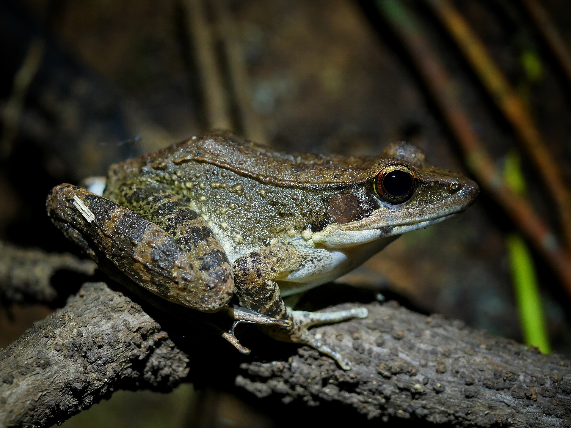 Read more about the article Wood Frog