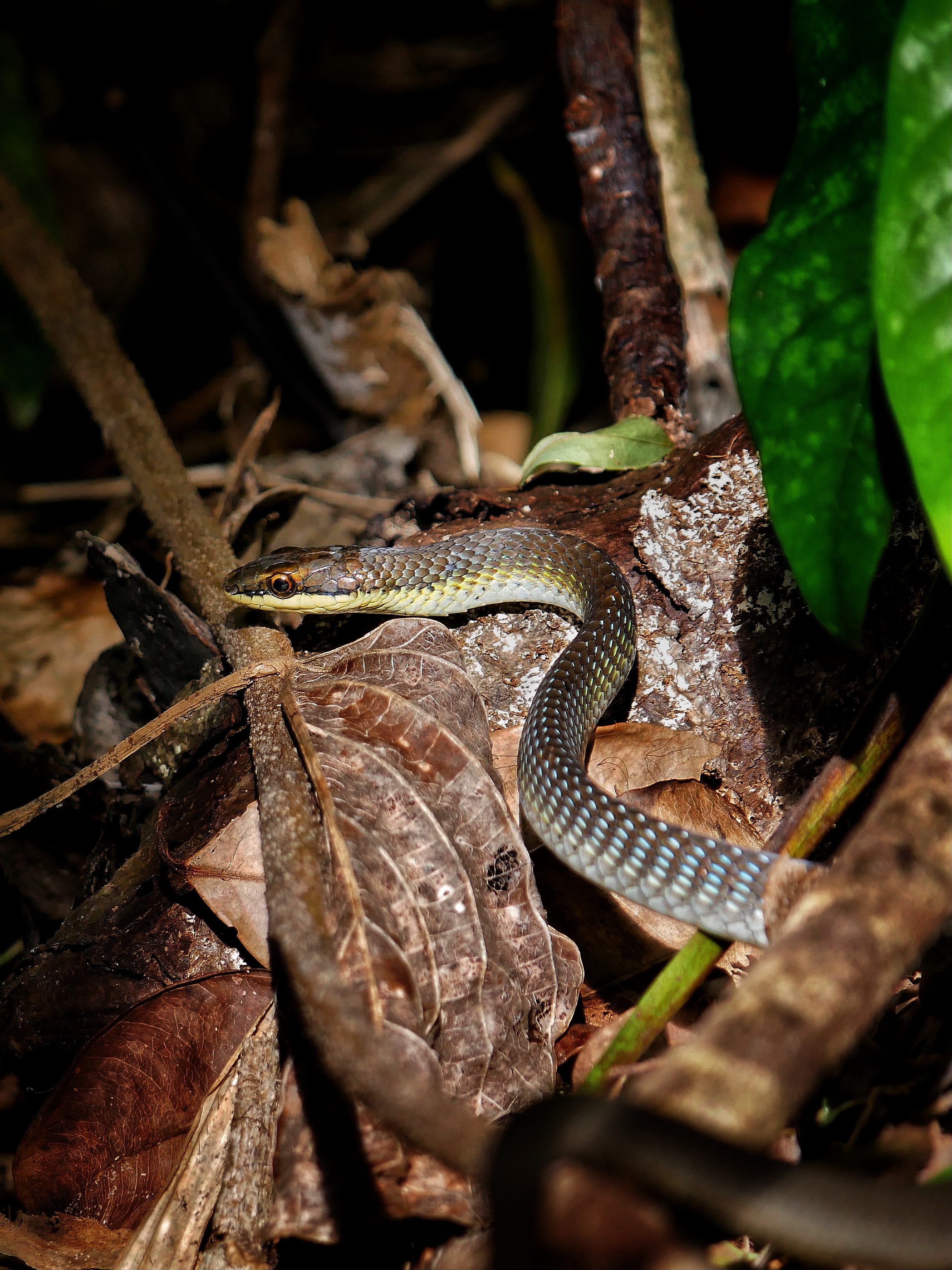 You are currently viewing Northern Tree Snake