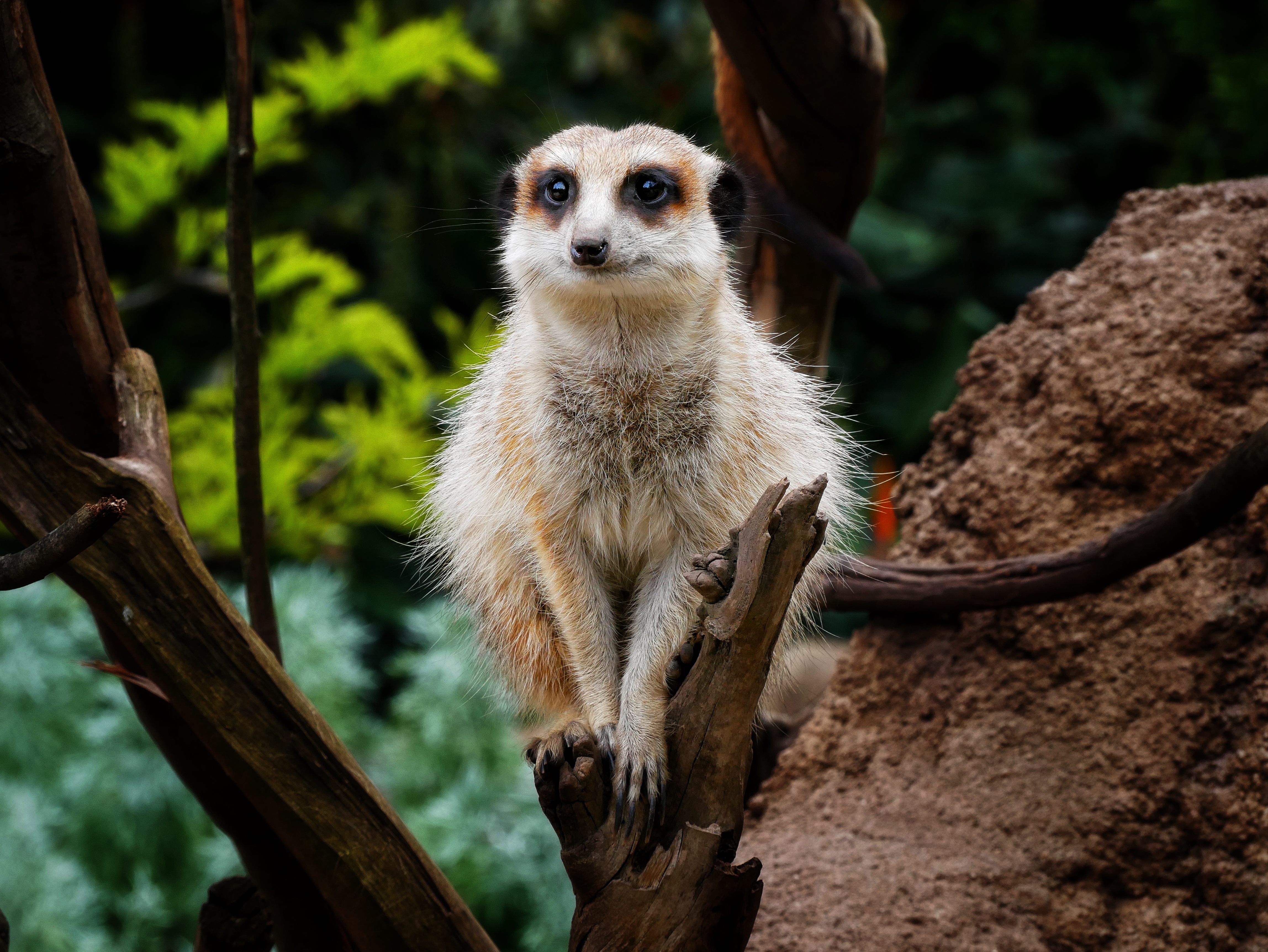 You are currently viewing Meerkat