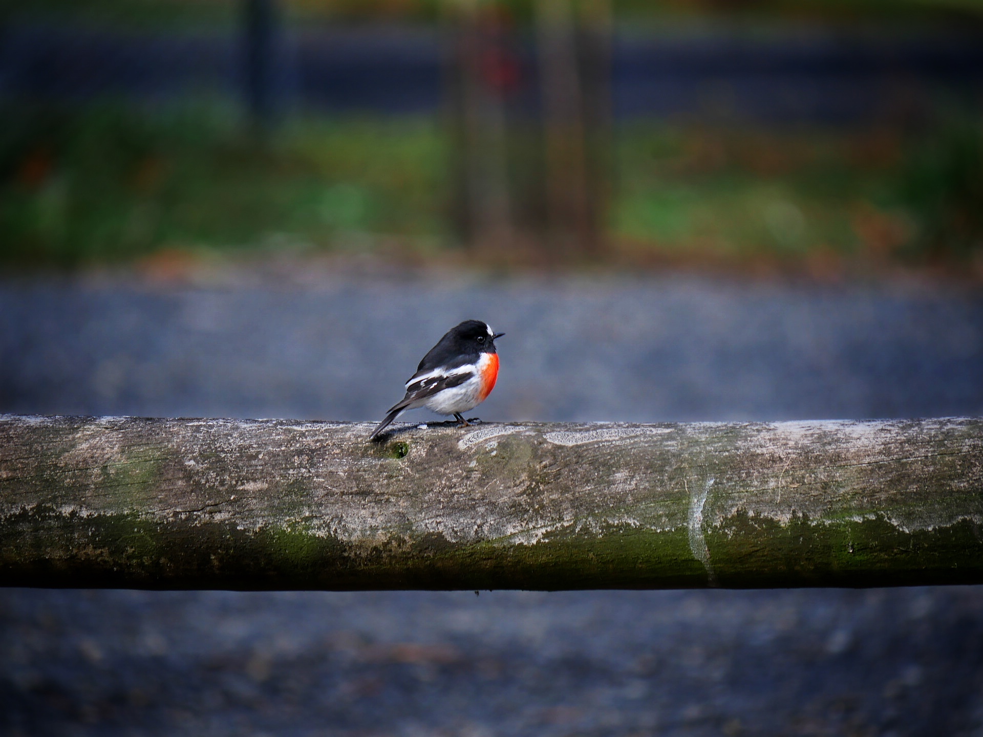 Read more about the article Scarlet Robin