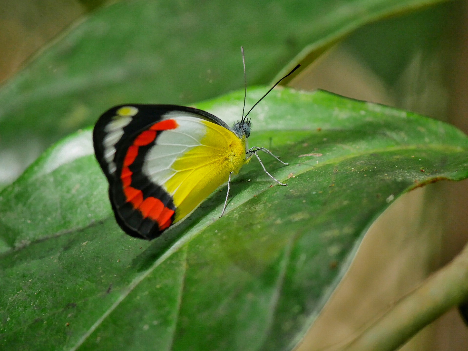 Read more about the article Red-Banded Jezebel