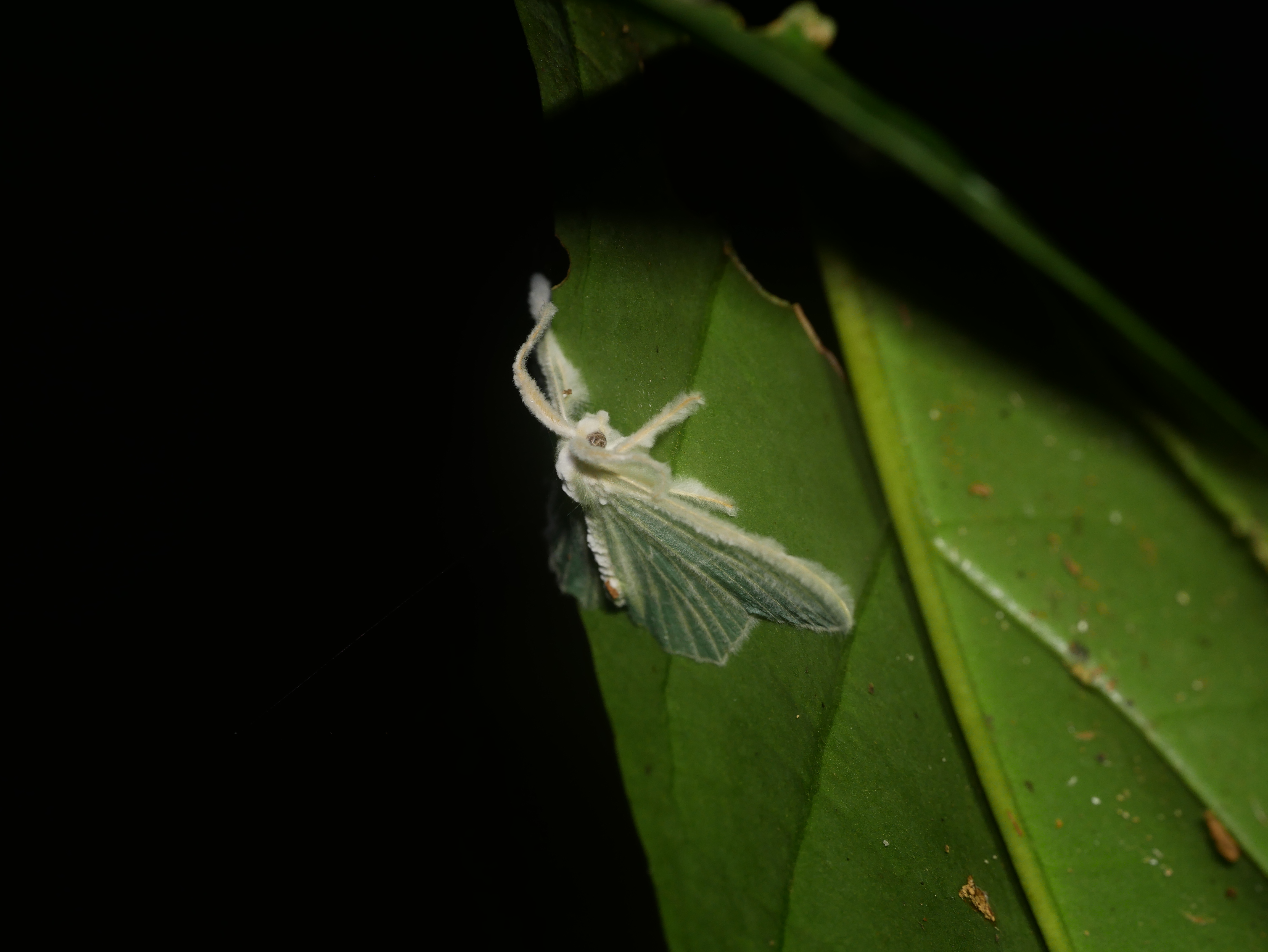 You are currently viewing Parasitic Fungus