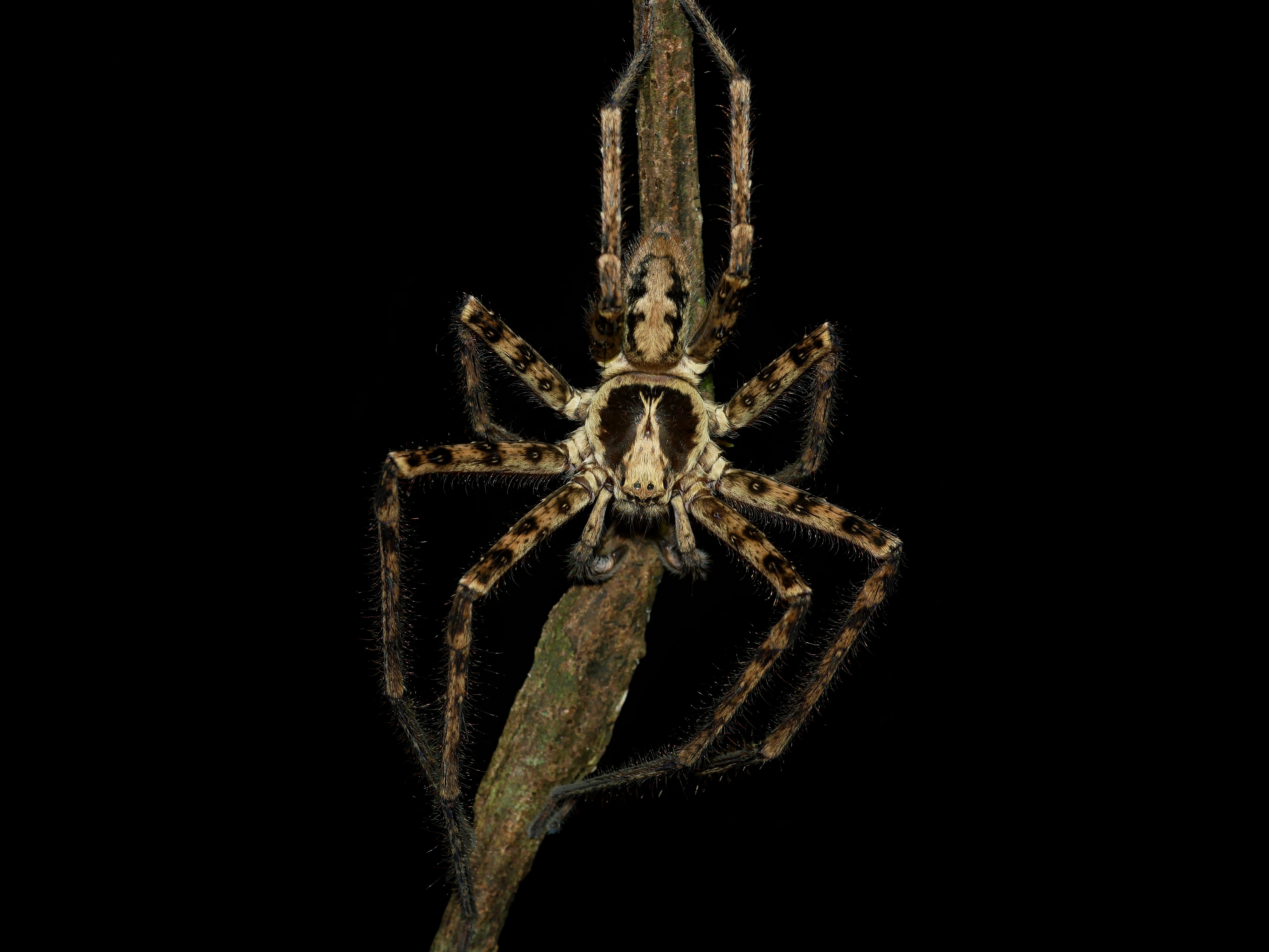 Read more about the article Jungle Huntsman