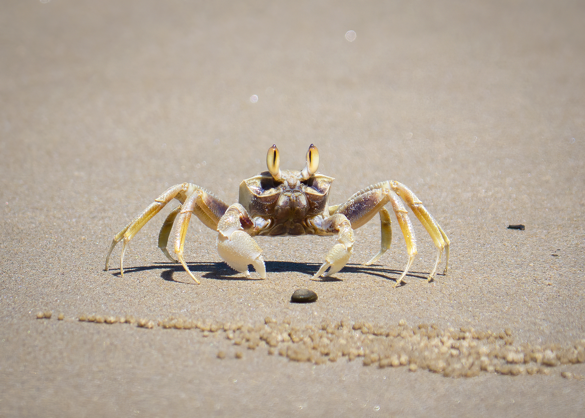 You are currently viewing Ghost Crab