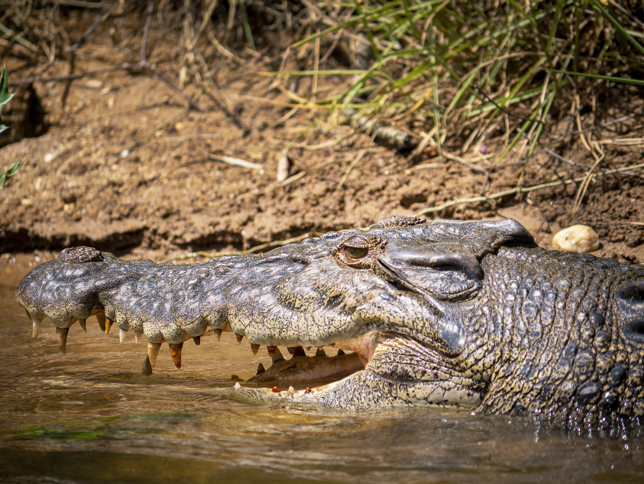 Read more about the article Saltwater Crocodiles