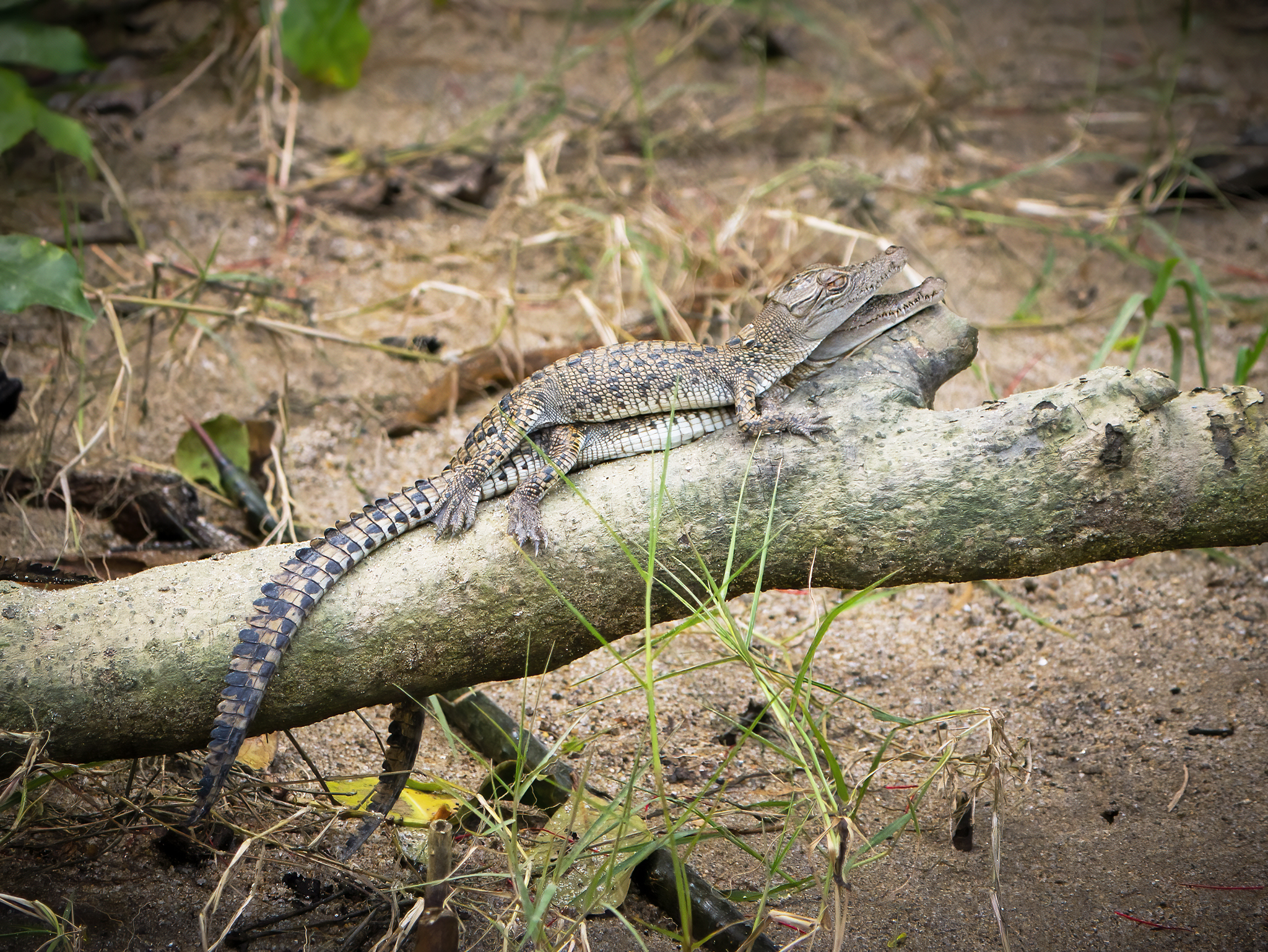 You are currently viewing Juvenile Saltwater Crocodiles