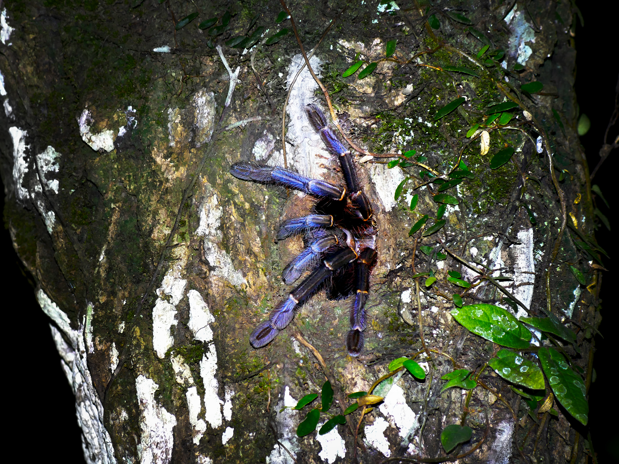 Read more about the article Purple Earth Tiger Tarantula