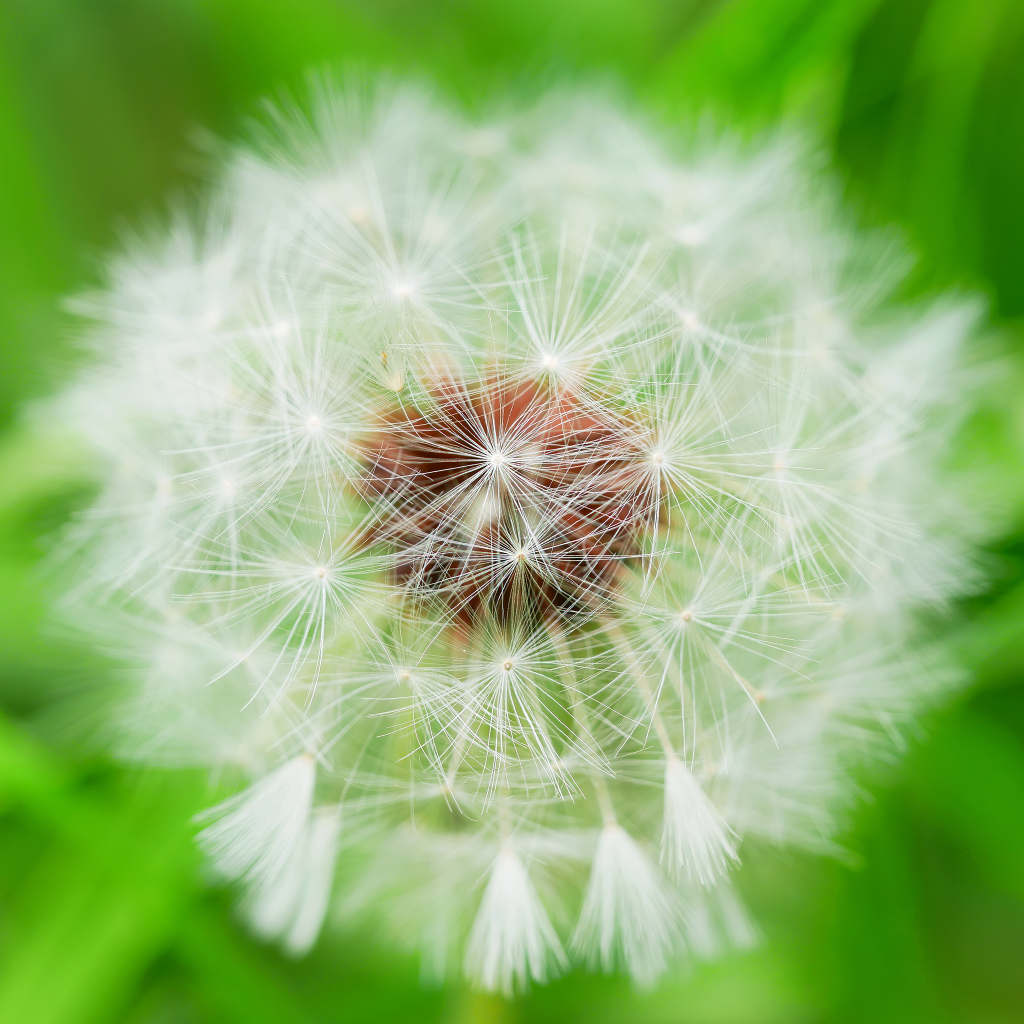 Read more about the article Dandelion