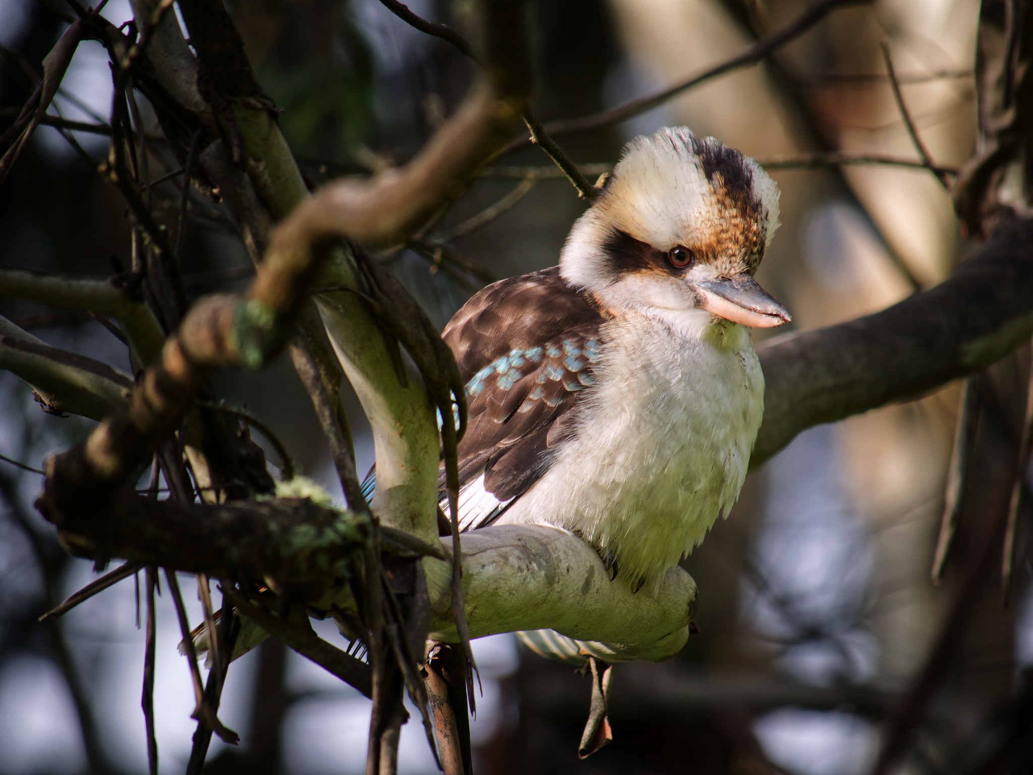 You are currently viewing Laughing Kookaburra