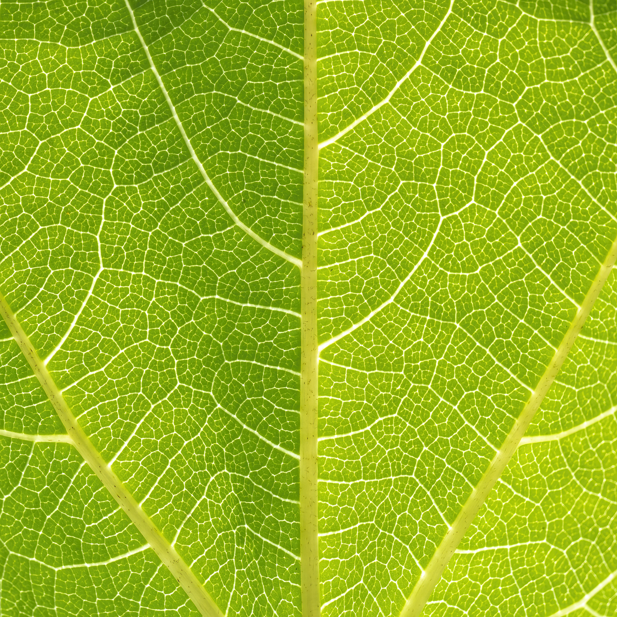 Read more about the article Leaf