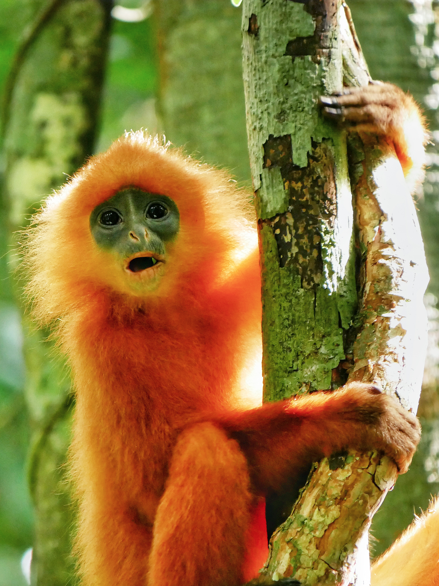 Read more about the article Red Leaf Monkey