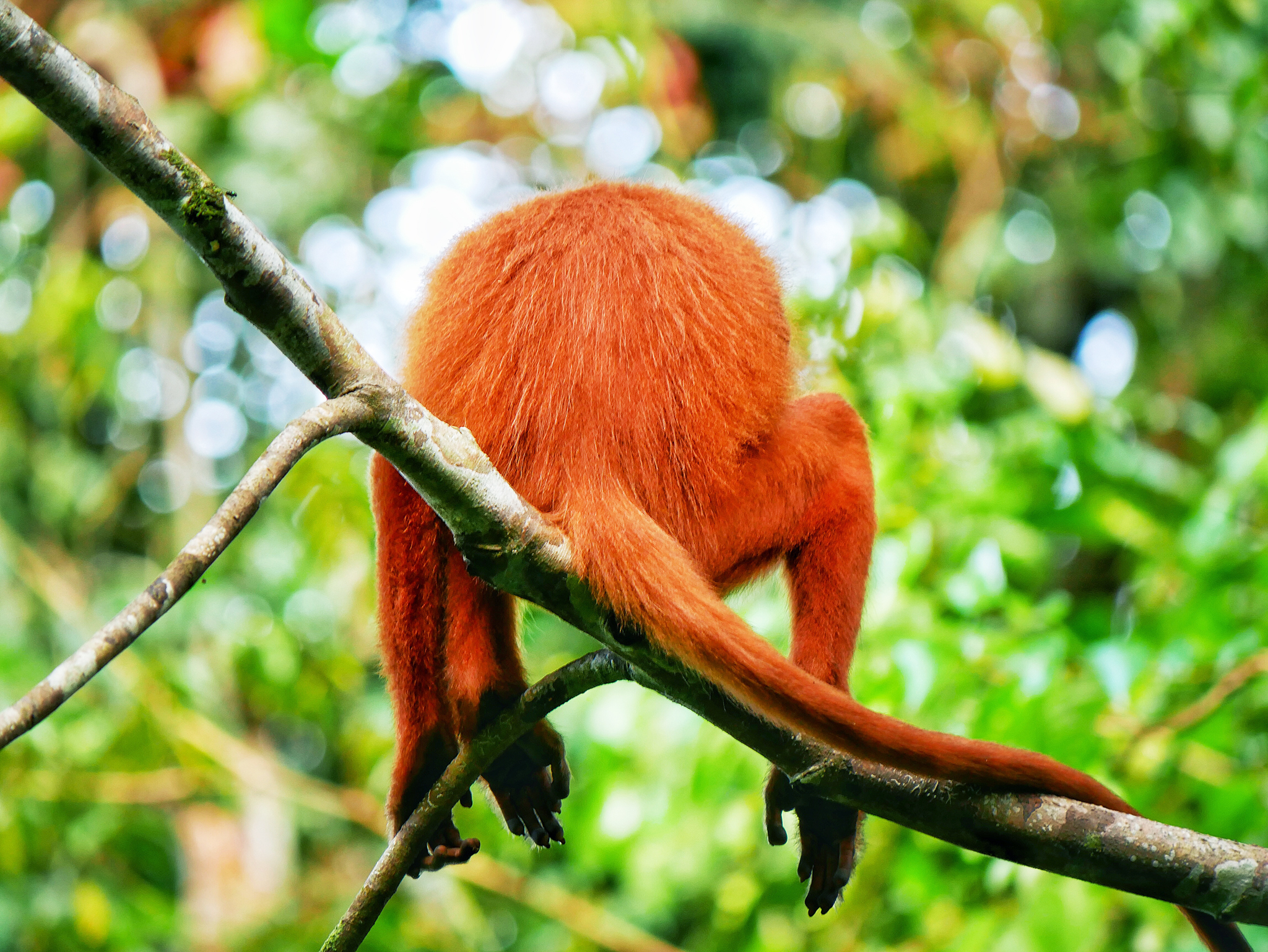 You are currently viewing Red Leaf Monkey