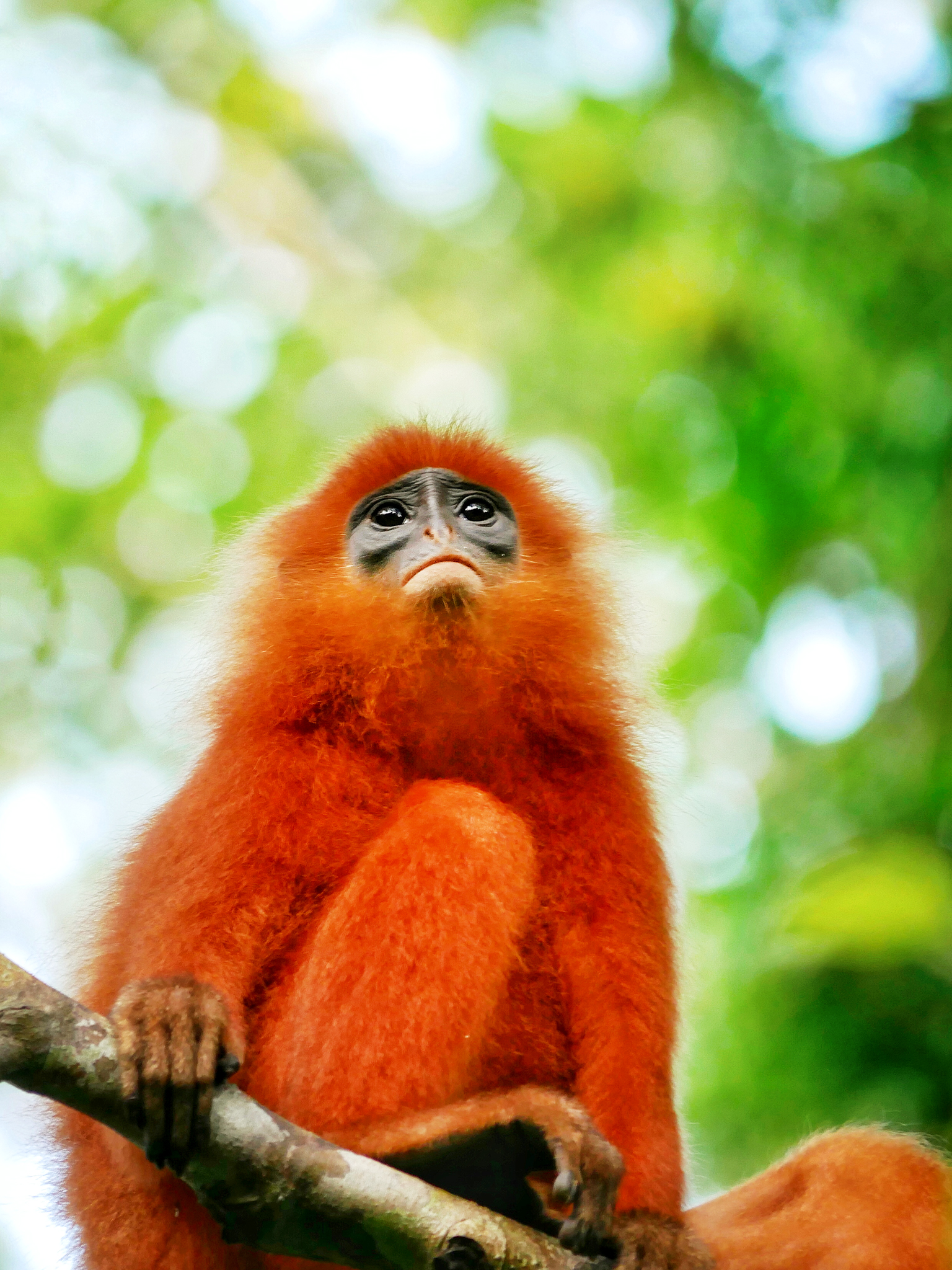 You are currently viewing Red Leaf Monkey