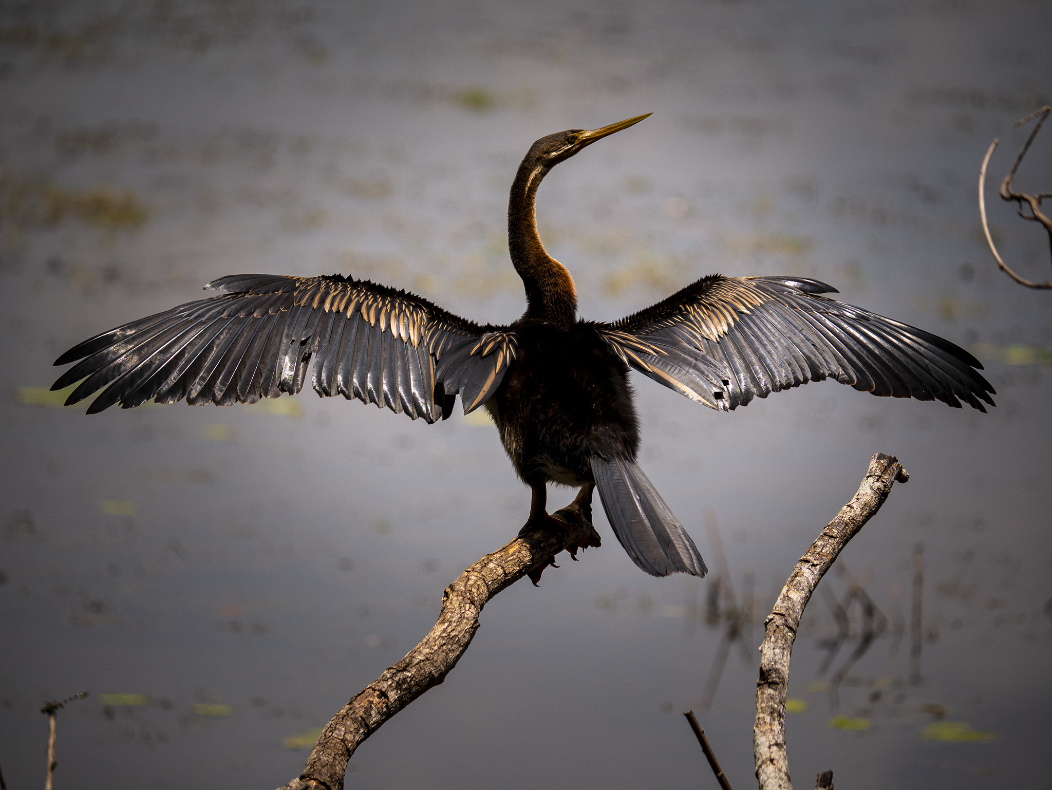 Read more about the article Australasian Darter