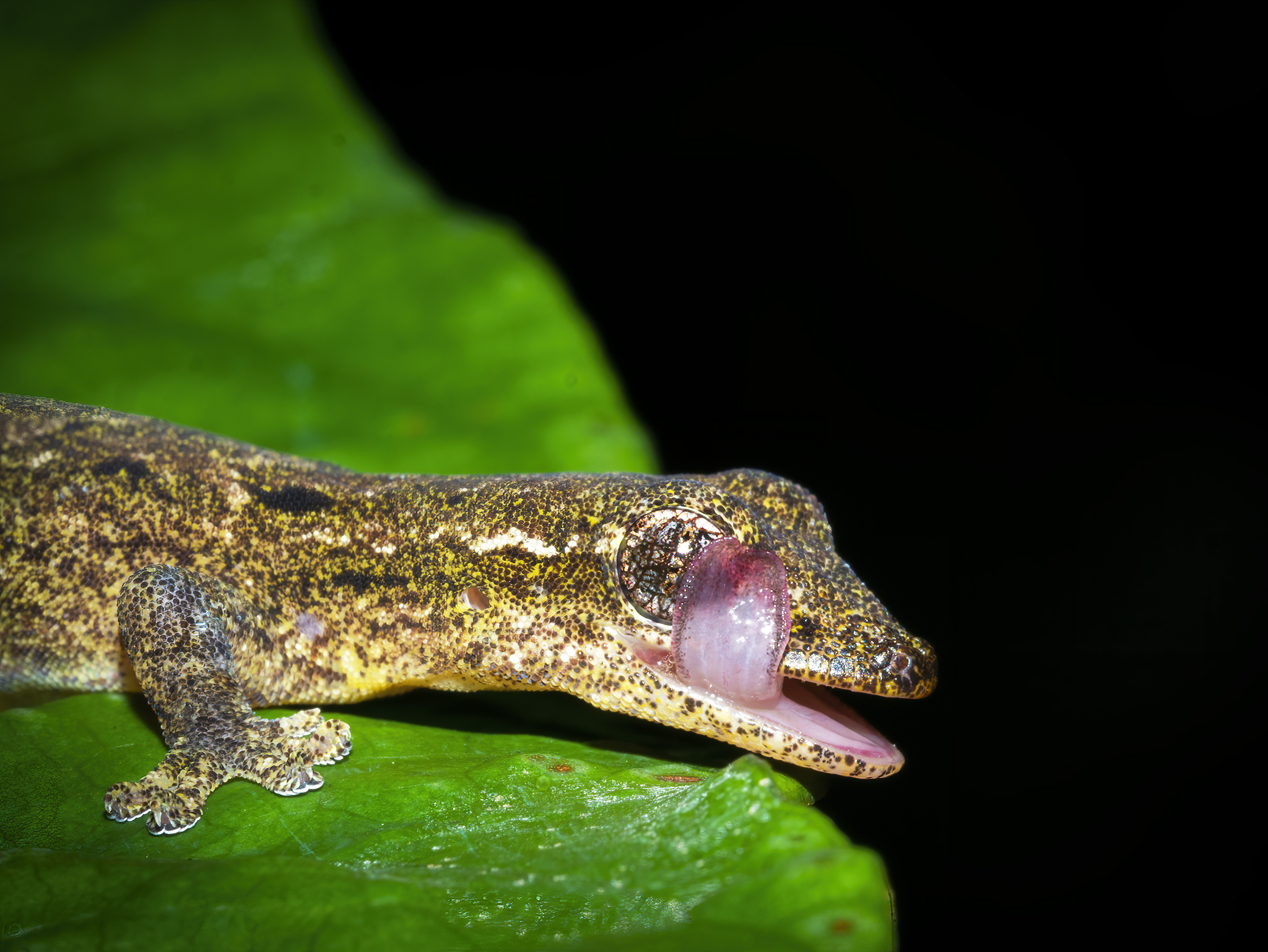 Read more about the article Geckos