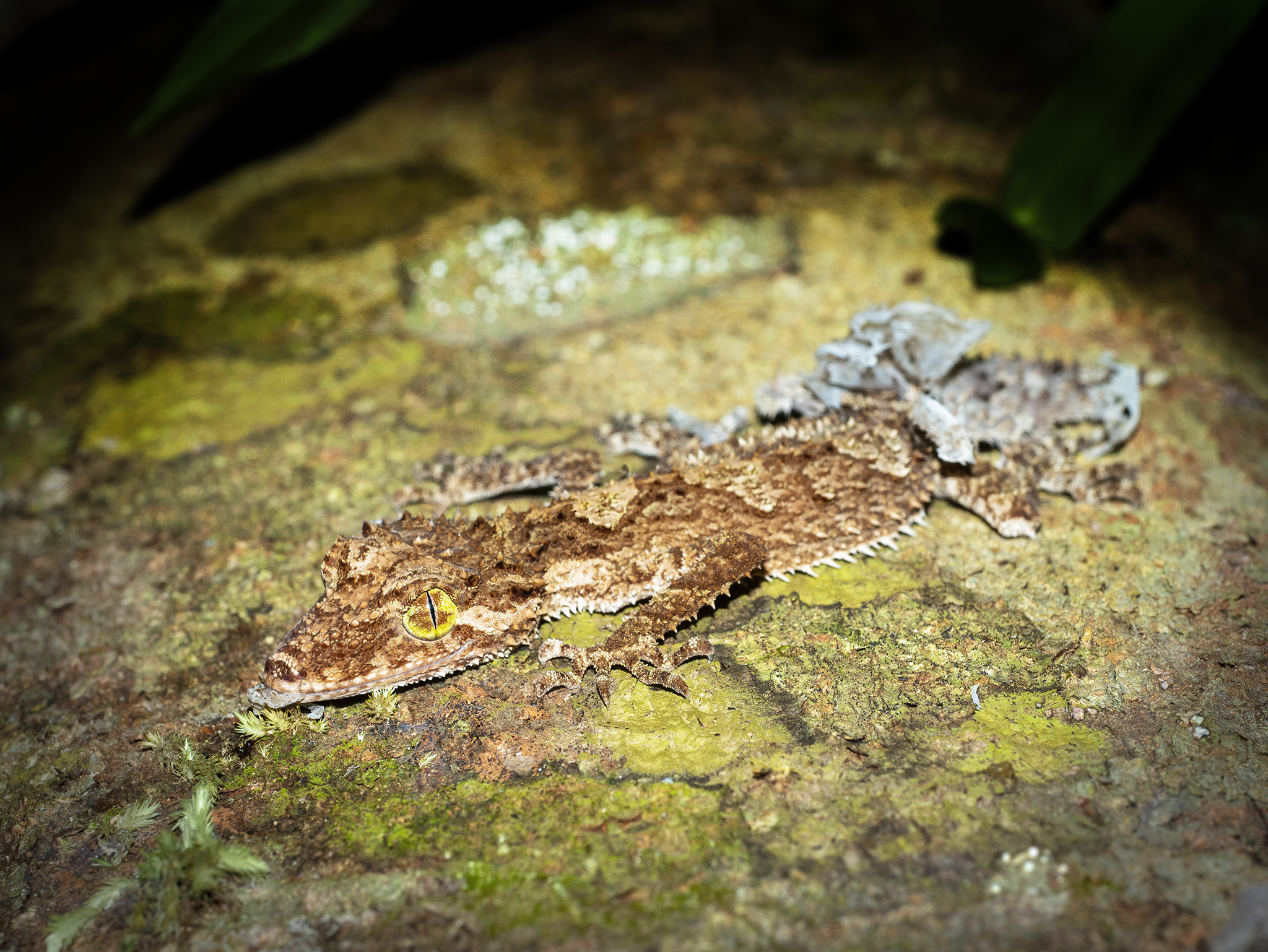 You are currently viewing Northern Leaf-Tailed Gecko